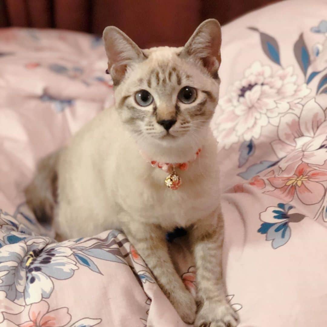 のインスタグラム：「私事ですが、この度保護猫ちゃんを家族に迎え入れることになりました🏠🐈 4月生まれの女の子です 名前は『もも』と名付けました🍑 今後ともよろしくお願いいたします🙇‍♀️ #拝啓ねこ様　#リトルキャッツ出身　#カフェでのお名前はミカちゃん #叶キョーコさんとは姉妹　#保護猫カフェ」
