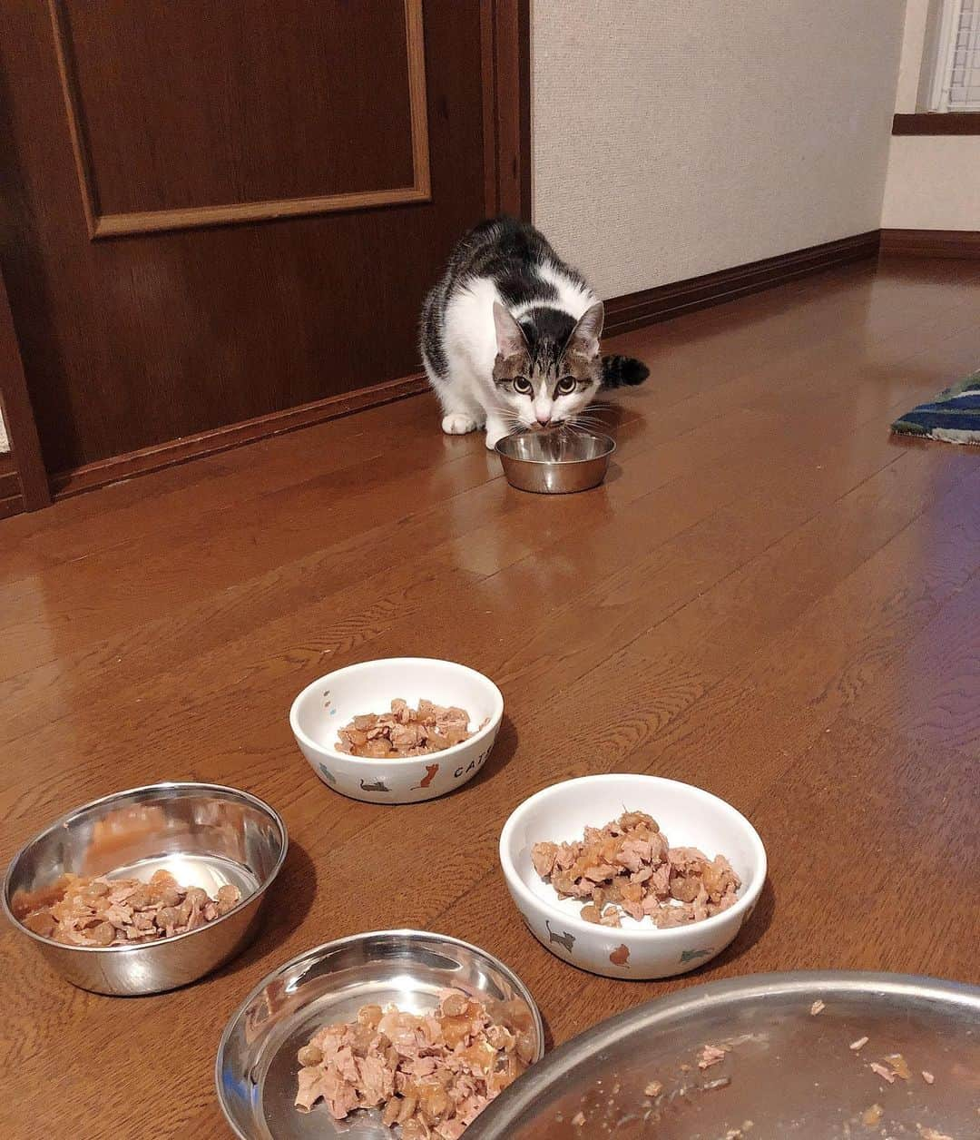 イチミ＆ポンズさんのインスタグラム写真 - (イチミ＆ポンズInstagram)「うどちゃんだけ先にごはん🍚 ごはんが食べたくてドアをすり抜けてきたので特別だよ〜😋 すりすりは、自分のお皿があるのにボールから直接食べたがる😂食いしん坊だから特別だよ〜」10月30日 17時56分 - shimejiwasabi