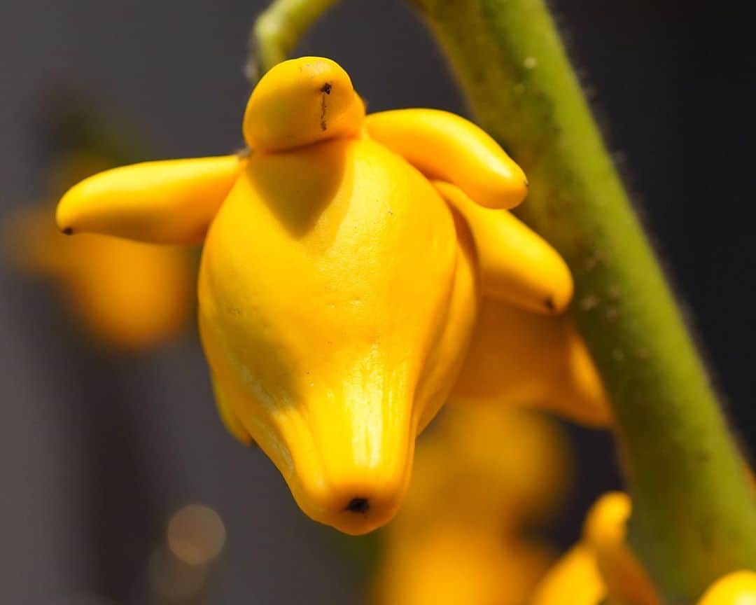 AOYAMA_HANAMOさんのインスタグラム写真 - (AOYAMA_HANAMOInstagram)「この季節に時折生花店で見かける、黄色いレモンのような植物。 和名はツノナスといい、茄子の仲間です。実の形がキツネの顔に似ていることから別名「フォックスフェイス」と呼ばれます。 ・ 切り花やアレンジメントはもちろん、可愛らしい実だけを切り離してオブジェとして楽しむのもおすすめです。 - - - #aoyamahanamo #flowers #flowershop #florist #instaflower #flowergram #flowerstagram #flowerlovers #花 #花屋 #生花店 #フラワー #花のある暮らし #花のある生活 #青山花茂 #花好きな人とつながりたい  #フォックスフェイス #foxface #ツノナス #カナリアナス  #秋の花 #花のある日常 #インスタフラワー #インテリアフラワー #フラワーアレンジメント #フラワーギフト」10月30日 18時23分 - aoyama_hanamo