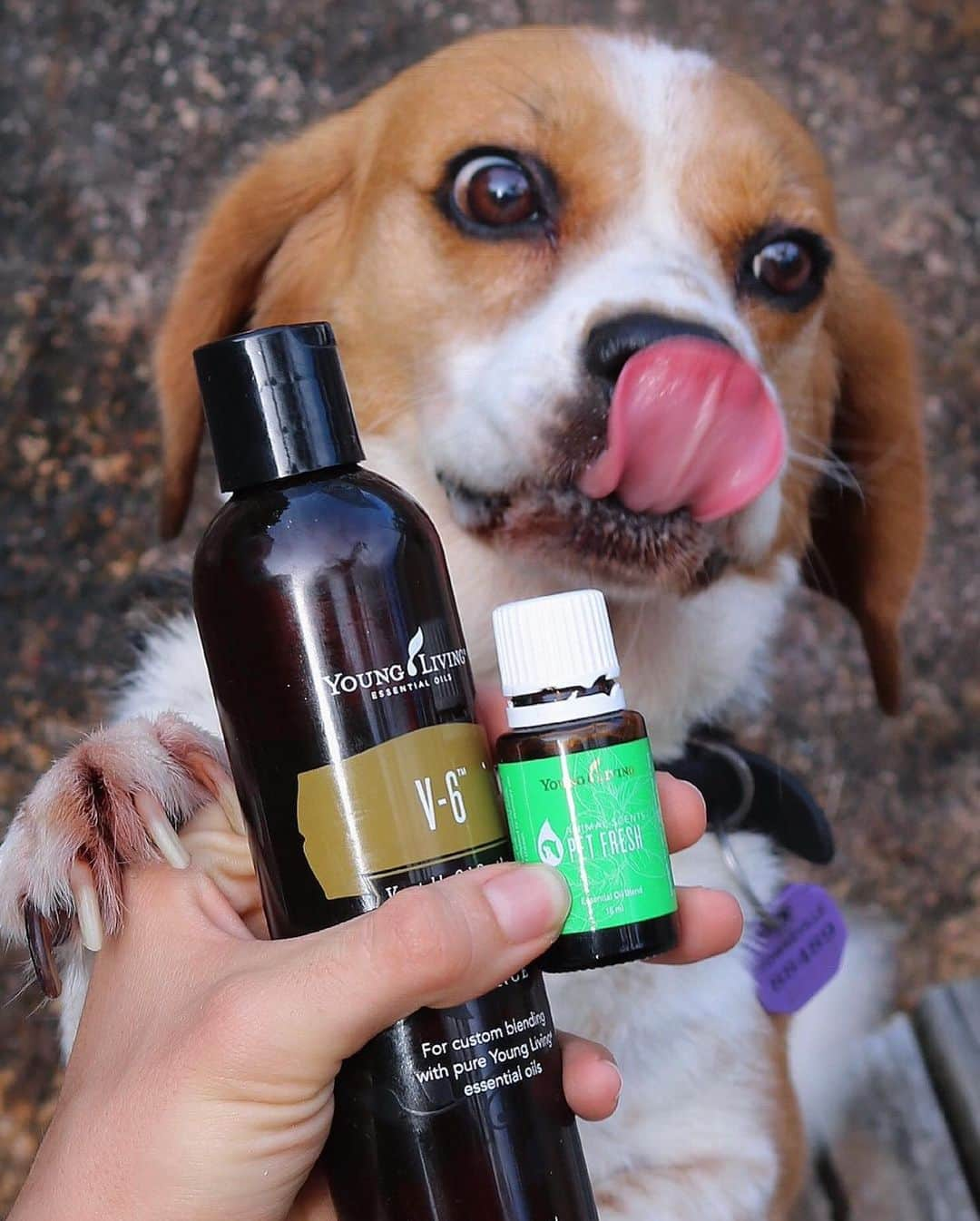 ジェイク・ドランのインスタグラム：「Love sharing Young Living with the whole family, especially our dog! 🐶 • I’m always making sure that not only myself, but my puppy too is happy and healthy, so I’m incredibly grateful for @younglivingaunz new Pet Care range 🌱  • Made specifically for animals, this essential oil blend can be diffused or applied topically when diluted to promote a balanced environment for your pets! #youngliving #younglivingessentialoils #younglivingaustralia #petcare」