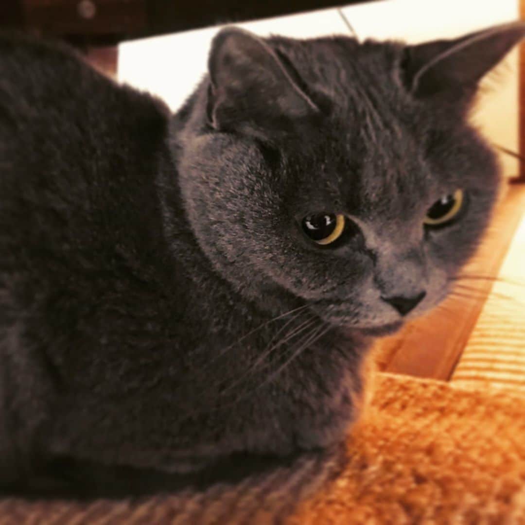 チキン南蛮カレーのルウ王子のグルメインスタ