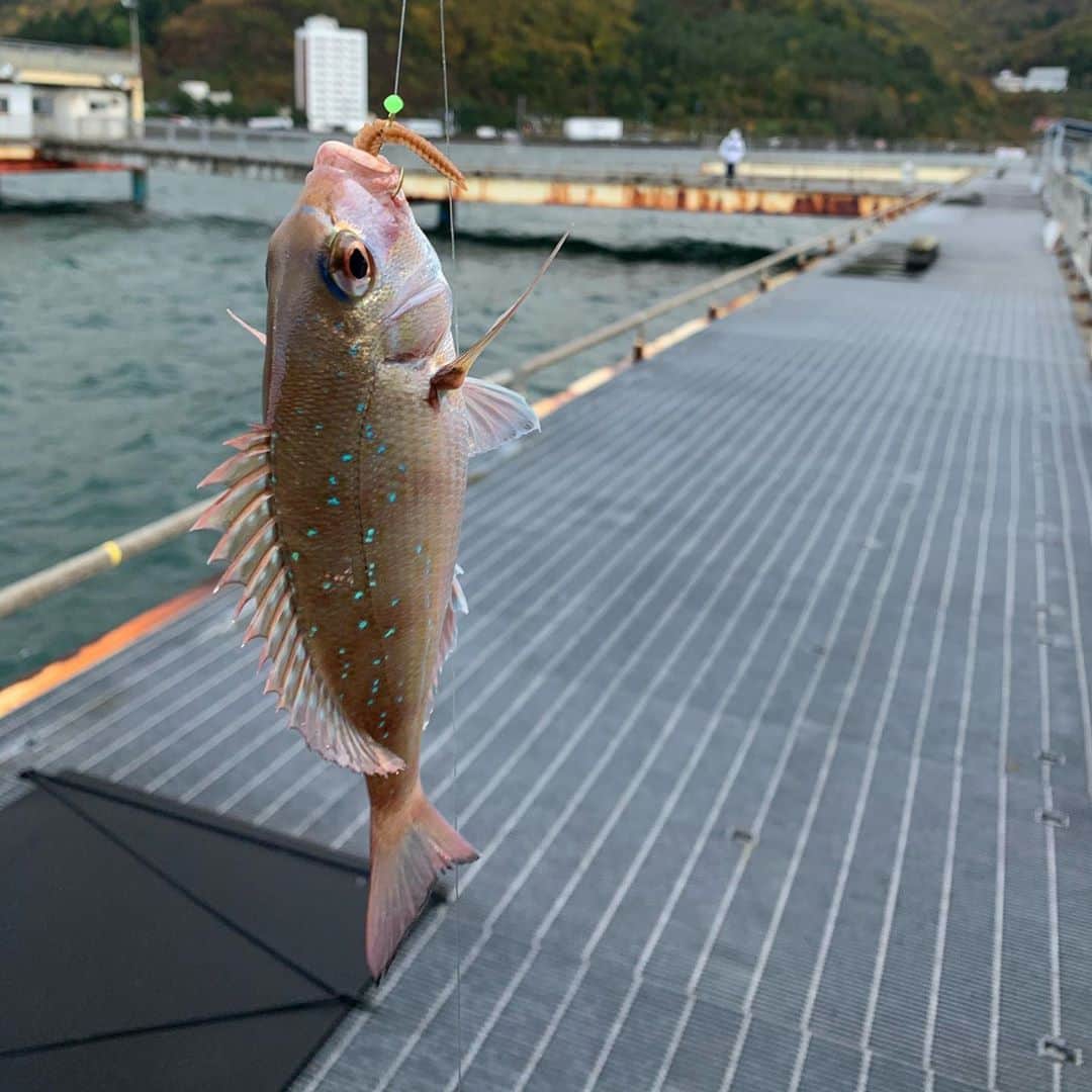 Kajiko Kajikawaのインスタグラム：「転職のスカウトを受けました。正直心が揺らいでしまった。 今の仕事よりも元気よく、健康的に、イキイキと過ごせる仕事。 . 海釣り公園のスタッフ 募集中。  #青森　#浅虫温泉　#釣り　#fishing  #fishinglife  #fishingirl  #釣りガール」