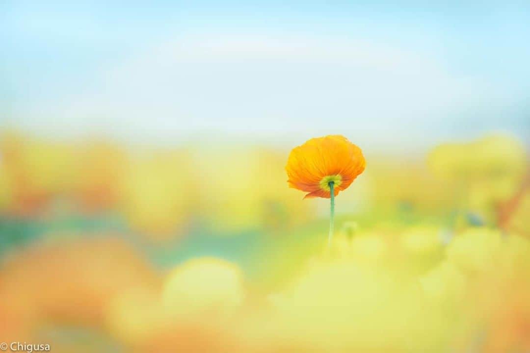 花の写真館のインスタグラム：「Photo by @chigusa024.⠀ https://instagram.com/chigusa024/⠀ .⠀ Original Post[投稿いただいたURL]⠀ https://www.instagram.com/p/B7zPTtHgtOV/⠀ .⠀ 本アカウントは、 #私の花の写真 をつけてInstagramに投稿された皆さまの花の写真や、「花の写真館」Facebookページで投稿された花の写真を紹介します。⠀ 「花の写真館」Facebookページは、「 @floral.photograph 」のプロフィールにあるURLからご覧ください。⠀ .⠀ ※各自、政府、自治体など公的機関の指示に従った行動をお願いします。⠀⠀ 東京カメラ部および分室では、写真を「見る楽しみ」を提供することを通して、微力ながら皆様にわずかな時間でも癒しをお届けしたいと思っております。⠀ ※本アカウントは東京カメラ部がFacebook、Instagramのサービスを利用して運営しているもので、Facebook社・Instagramとは一切関係ありません。⠀ .⠀ #花の写真館 #floralphotograph #floralphoto #flower #flowers⠀ Follow: @floral.photograph」