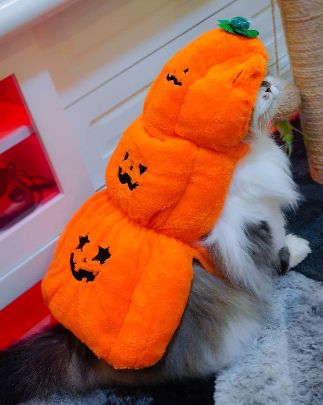 Kenshin & Chloeyさんのインスタグラム写真 - (Kenshin & ChloeyInstagram)「♡chonky pumpkin ☺Happy #meowlloween 👻🎃#pumpkinkitty」10月30日 20時05分 - kitty.chloeykenshin