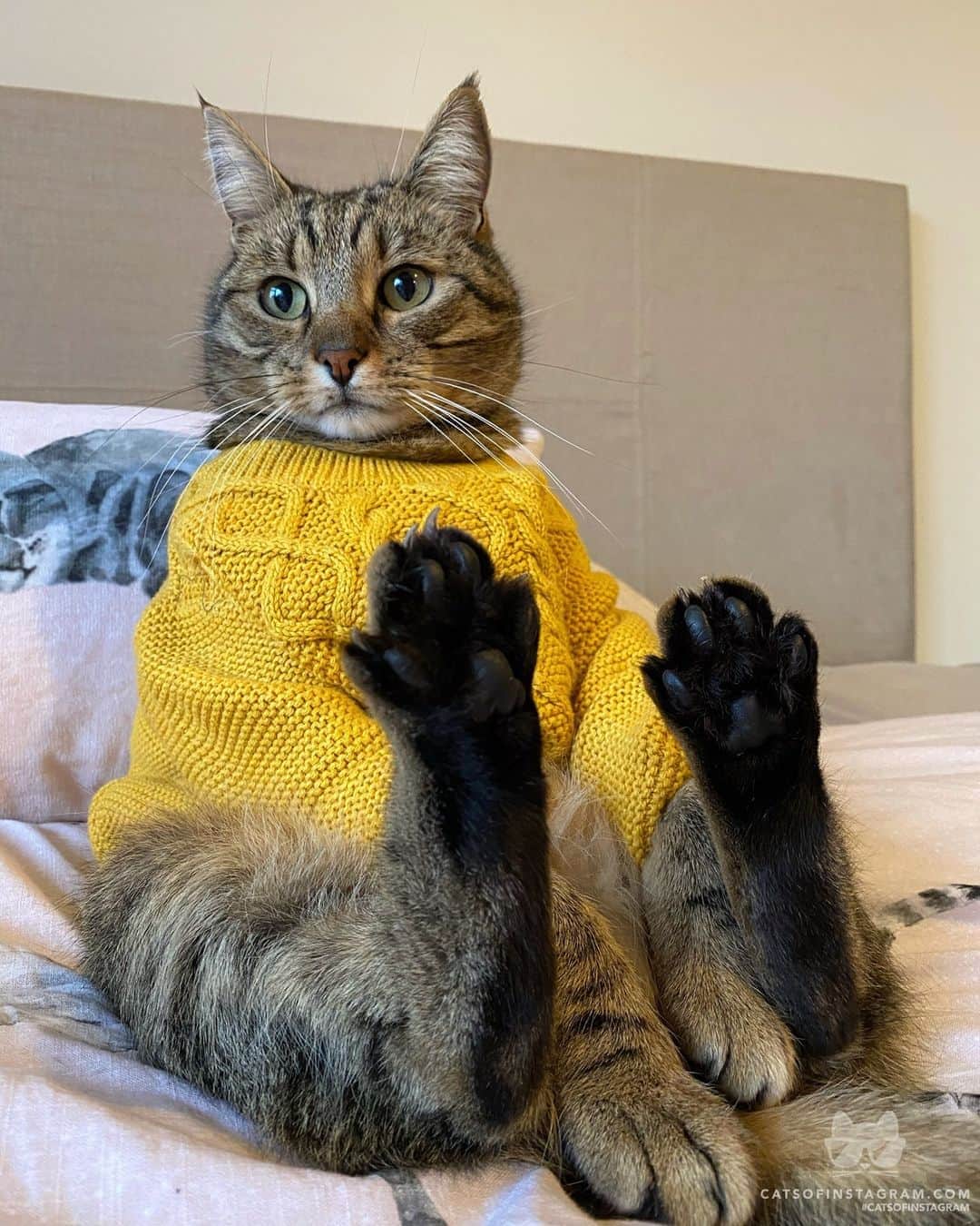 Cats of Instagramさんのインスタグラム写真 - (Cats of InstagramInstagram)「From @my_furry_babies #catsofinstagram」10月30日 20時10分 - cats_of_instagram