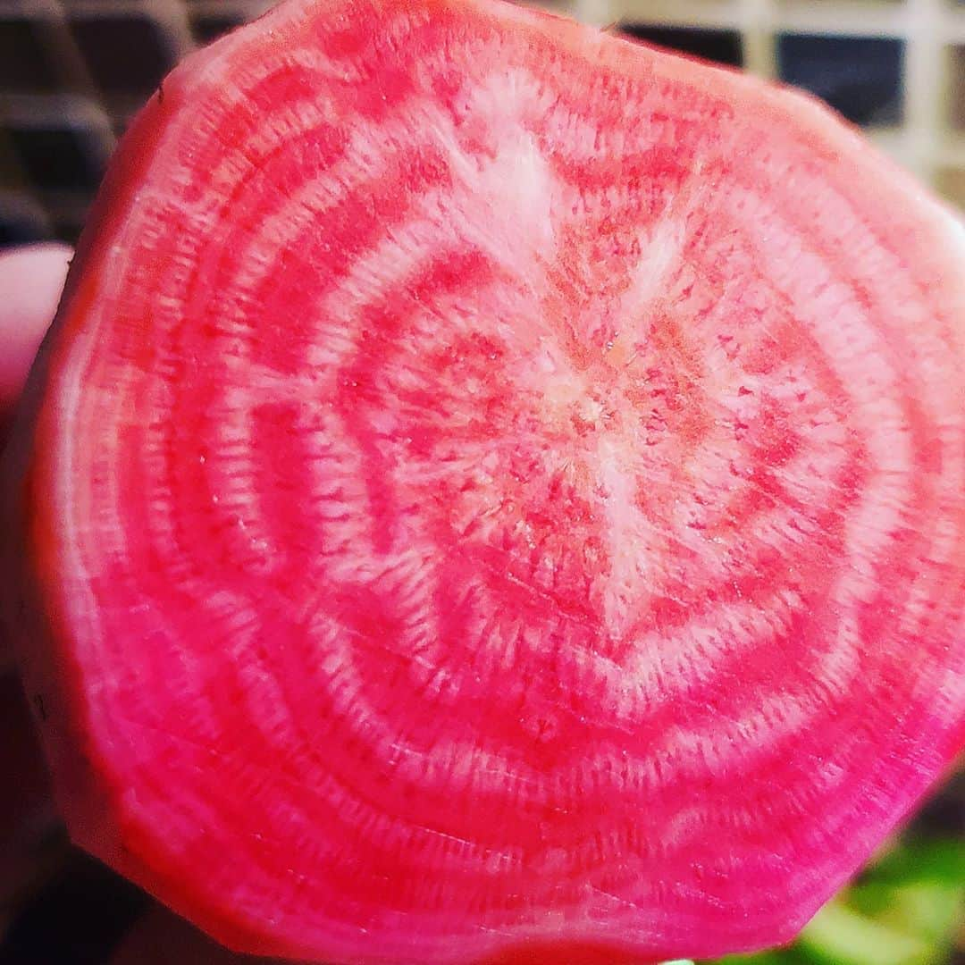 ガソリングラマーさんのインスタグラム写真 - (ガソリングラマーInstagram)「GOING TO GROW MORE OF THESE GUYS CHIOGGIA BEET ASAP 🎯🎯🎯🎯🎯🎯🎯🎯🎯🎯🎯🎯🎯 #GASOLINEGARDEN #ILOVEGARDENS #GARDENSRULE #GARDENCHURCH #GARDENPARTY #GARDENMAGIC #AVANTGARDEN #GARDENS #GARDENGANGSTER #GARDEN #GRADENLIFE #GARDENER #GARDENTIME  #GARDENING #VEGETABLEGARDEN #FLOWERS #SUCCULENTS  #PLANTS  #CACTUS #AYEARINFLOWERS #shadowhills  #THANKYOU @gasolineglamour  #GASOLINEGLAMOUR #PLANTSOMESHIT  #GROWSOMESHIT  #BEET #BEETS #CHIOGGIABEET」10月7日 5時17分 - gasolineglamour