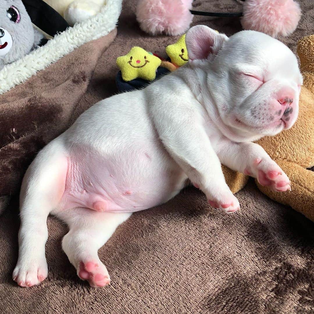 Regeneratti&Oliveira Kennelのインスタグラム：「baby frenchies are literally the cutest! ❤️ #cutepuppy #frenchie #bulldogfrances #bulldog #cute #sleepy」