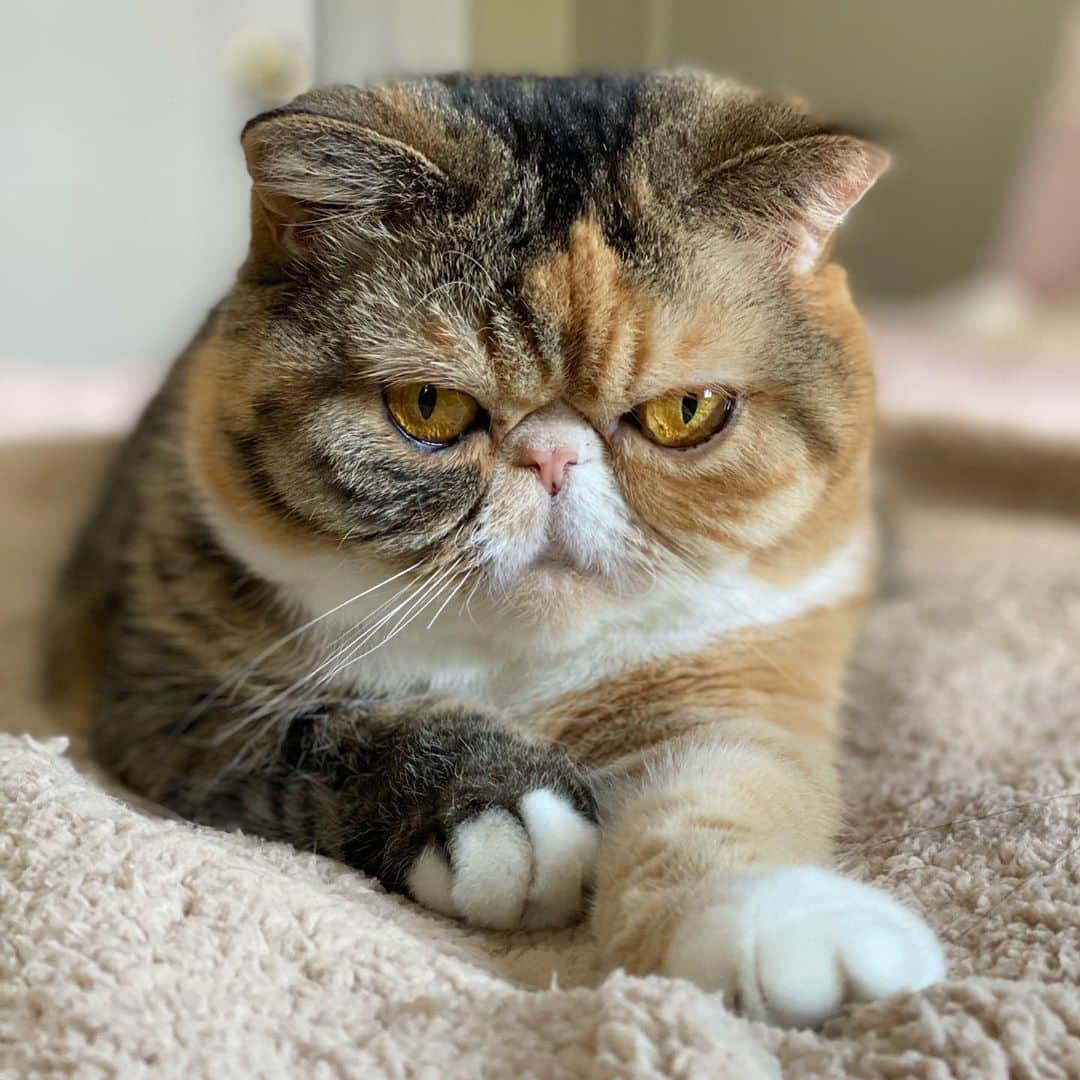のインスタグラム：「Thanks for keeping us cozy 🥰@petcraftsupply」