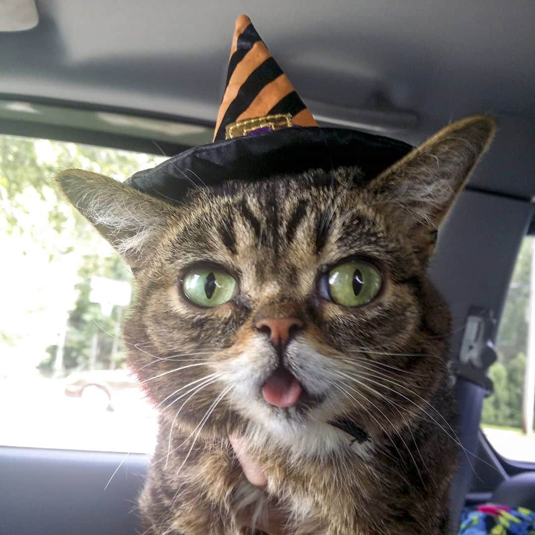 Lil BUBさんのインスタグラム写真 - (Lil BUBInstagram)10月7日 4時49分 - iamlilbub