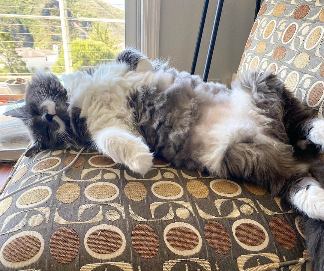 のインスタグラム：「What a dilemma - I know if I raspberry his tummy I’m going to get hit, but I think I have to!  #mustachecat #fluff」