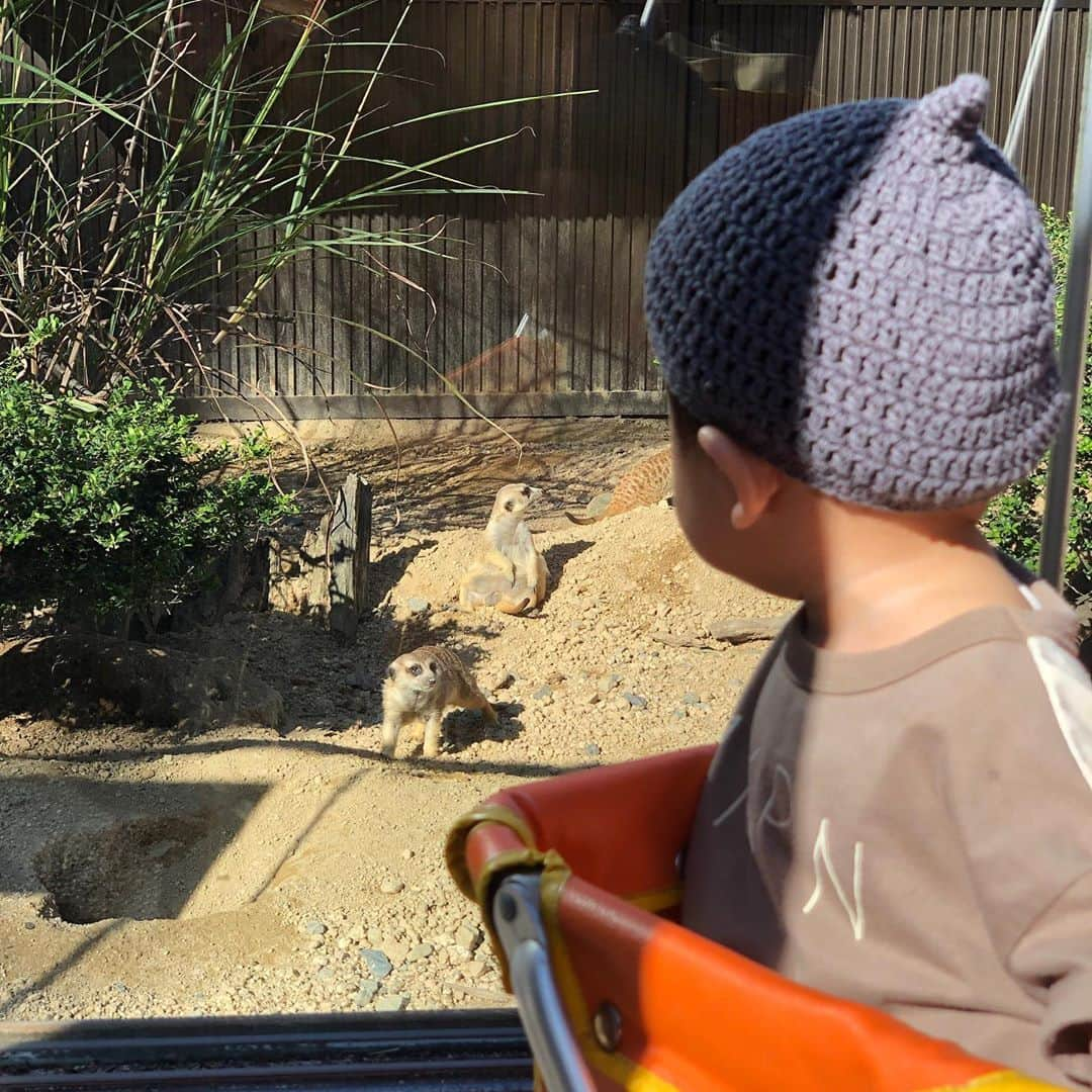 久保田夏菜さんのインスタグラム写真 - (久保田夏菜Instagram)「はじめての動物園。  おじさんみたいな ミーアキャット 見つけました。  ポリポリ…。  #安佐動物公園　#はじめまして　#8カ月　#男の子ベビー」10月6日 20時14分 - kanakubota0805