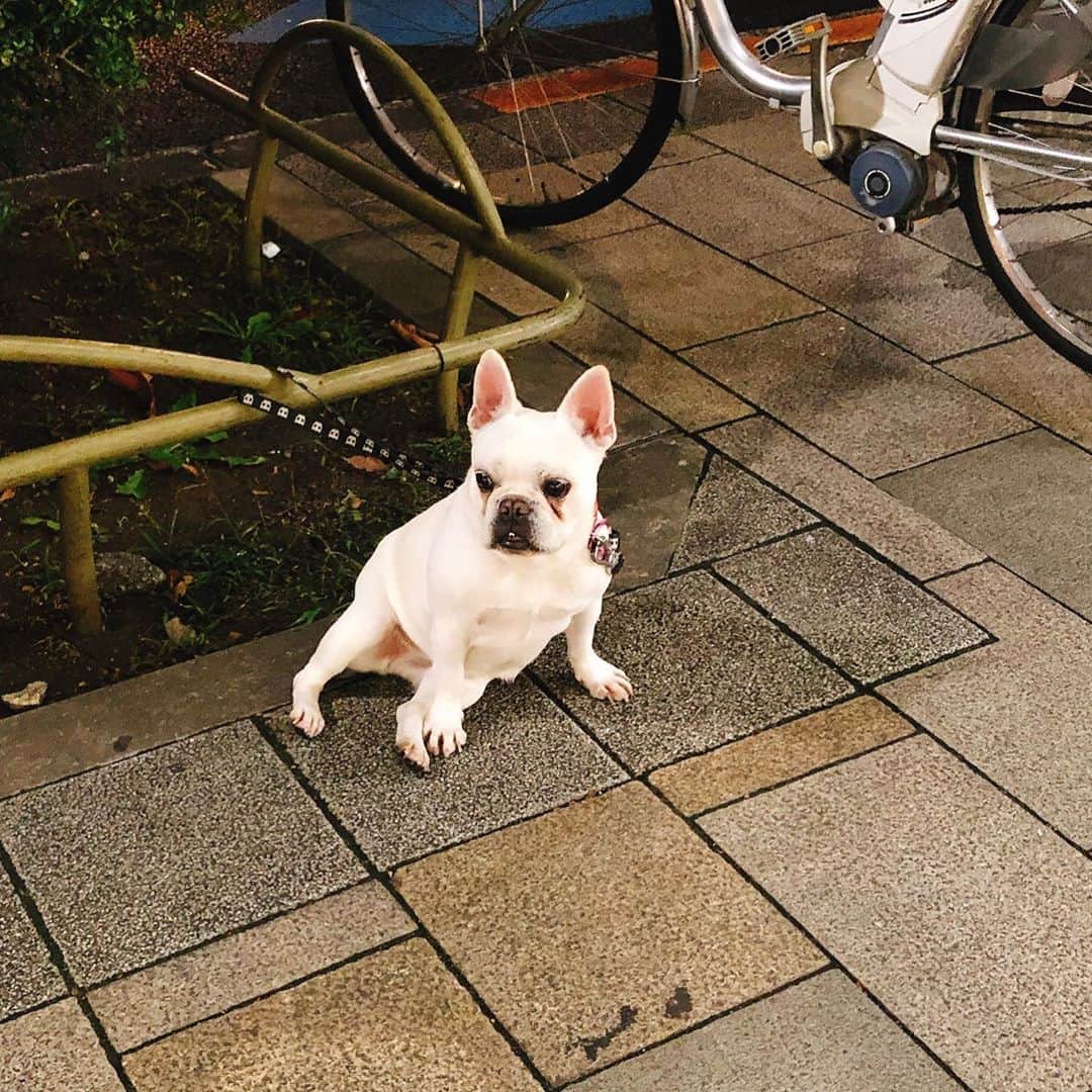 渋谷飛鳥のインスタグラム：「セクシーわん。」
