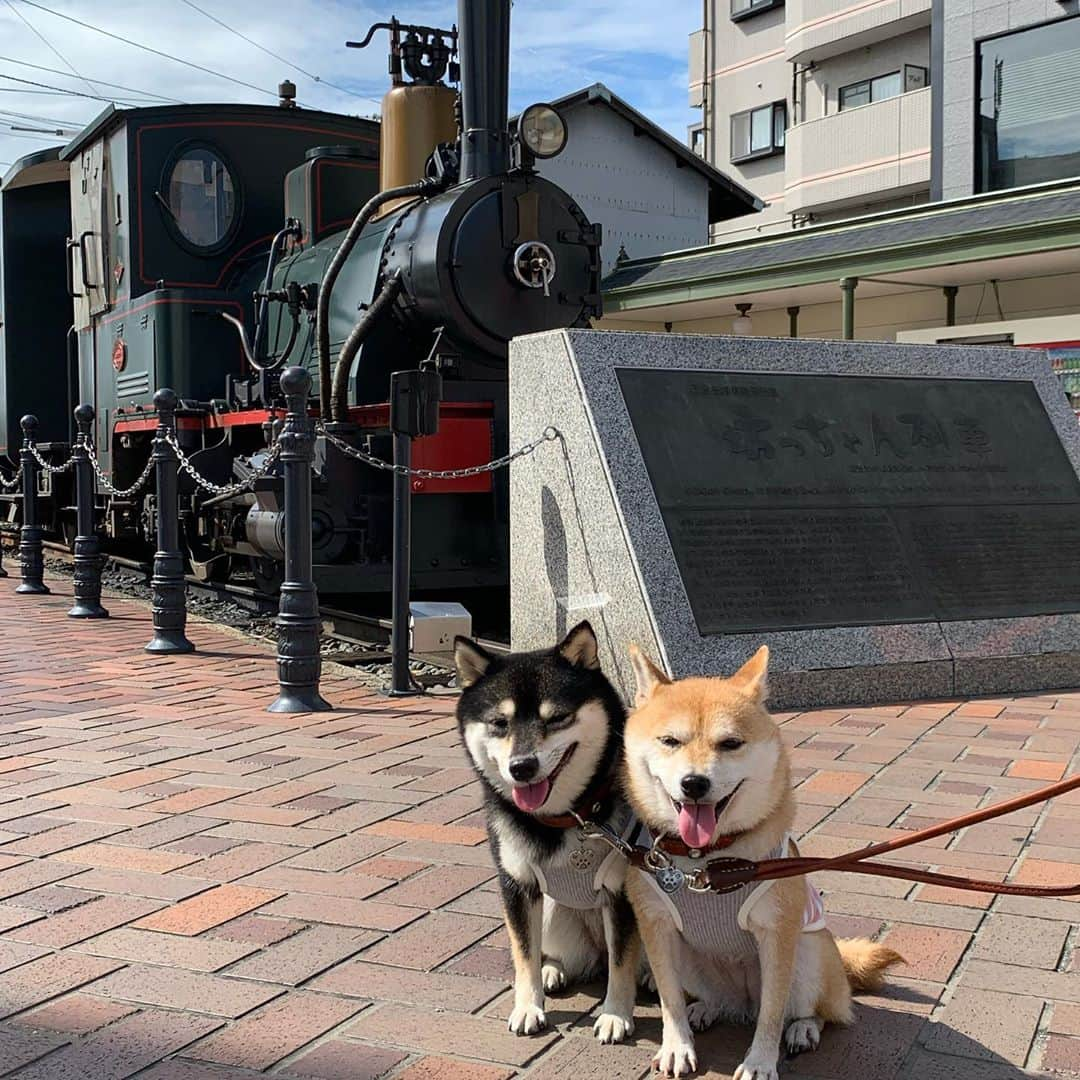 豆柴なつ&ふゆさんのインスタグラム写真 - (豆柴なつ&ふゆInstagram)「Memories of trip in Dogo😊❤️ 旅の思い出😊❤️道後温泉の圓満寺と坊っちゃん電車🌟  #道後温泉　#圓満寺 #坊っちゃん電車 #犬連れ旅行 #travel #愛媛 #思い出 #旅行 #ehime #シバフル #わんダフォ #shibamania  #柴犬ライフ#pecoいぬ部 #shiba_snap  #instashiba#cutedogs  #柴犬#shiba #shibainu #shibastagram  #pecoいぬ部 #犬バカ部 #shibainumag_feature #instafollow #dogoftheday  #🐕📷 #theshibasociety  #柴#proudshibas  #柴犬マニア」10月6日 20時39分 - mameshiba.natsuinu56