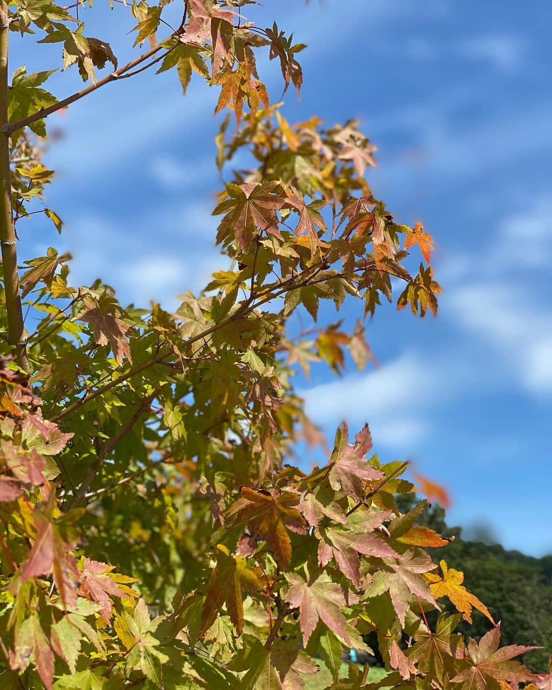 三島スカイウォーク／公式さんのインスタグラム写真 - (三島スカイウォーク／公式Instagram)「. 施設内の植物が秋らしくなってきました🍁🍂 . もみじは緑色から赤色に色づき始め、 金木犀の香りもふんわり漂っていてとても良い香りです💕 . #三島スカイウォーク#スカイウォーク#静岡#伊豆#三島#箱根#観光#吊橋#日本一#富士山#秋#金木犀#もみじ#紅葉#mishimaskywalk#skywalk#japan#shizuoka#instagood#followme#izu#travel#autumn」10月6日 20時32分 - mishima_skywalk