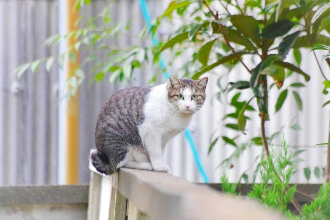 工藤大貴さんのインスタグラム写真 - (工藤大貴Instagram)「. 散歩中の素敵な出会い きゅんです  #野良猫 #猫 #猫好きさんと繋がりたい #一眼レフ #カメラ #pentaxk5iis」10月6日 20時43分 - taiki_kudo_dayo