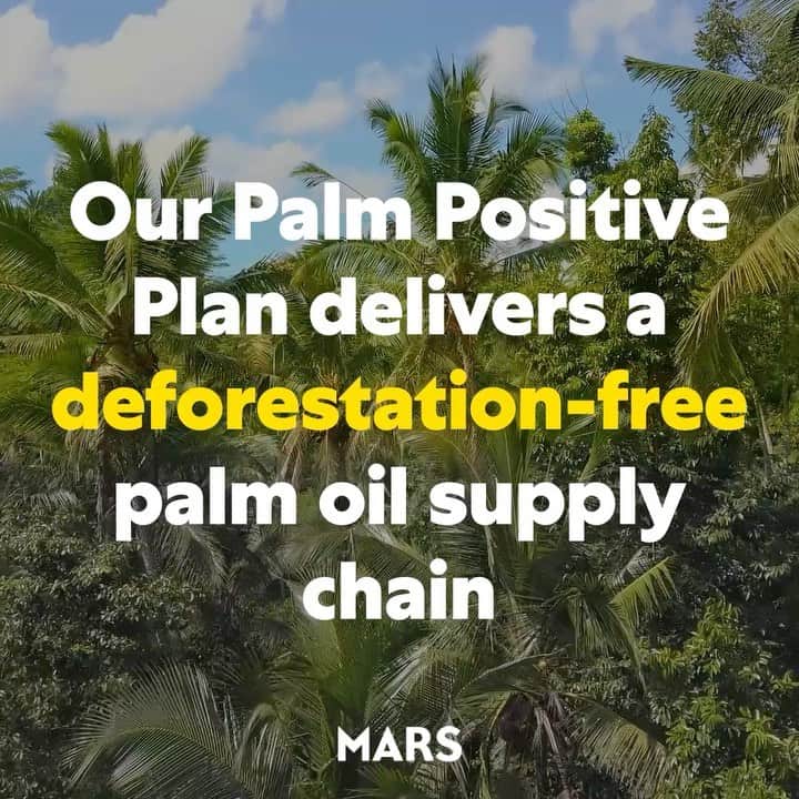 Marsのインスタグラム：「Palm oil is used in more than half the world’s packaged goods across a range of food and personal care items. So, as buyers, we have an opportunity to drive positive change that can make things better for people and for the planet that we share.   Our Palm Positive Plan delivers a deforestation-free palm oil supply chain. We believe business has a role to play in driving greater good — and we’re committed to doing our part to build a better, more equitable and sustainable world. See link in our bio. #BusinessForGood #TomorrowStartsToday」