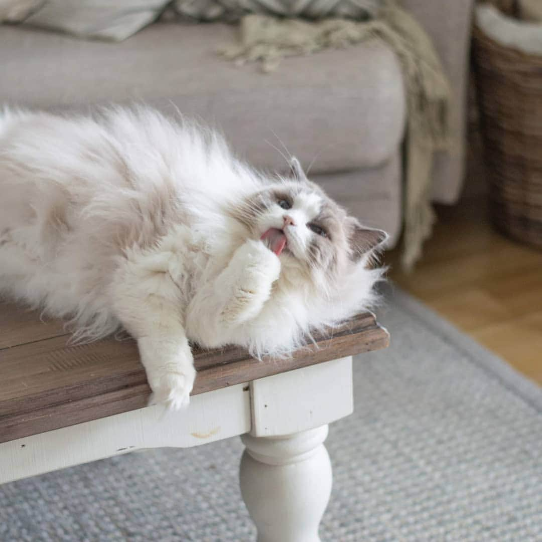 Princess Auroraのインスタグラム：「Aurora casually grooming her paws on the coffee table this morning.😻💫 . . . #catsofinstagram #cats_of_instagram #Stockholm  #dailyfluff #bestanimal #excellent_cats #theweekoninstagram #bestcats_oftheworld #igcutest_animals #cat_features #cutepetclub #fluffypack #katt #bestmeow #9gag #weeklyfluff #meow #animaladdicts #kittycat #cat #cats #kitten #kittens #kawaii #고양이 #猫 #instacat #calico #neko #thedailykitten」