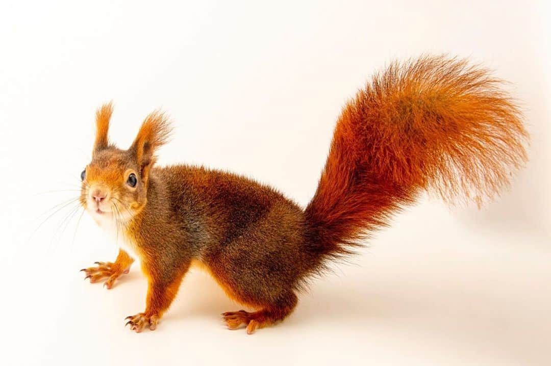 Joel Sartoreさんのインスタグラム写真 - (Joel SartoreInstagram)「You might think that spotting this species in the wild would be simple thanks to its fiery red coat, but its color actually varies from black to red depending on location and time of year. Like most squirrels, the red squirrel has certain adaptations that make it an expert climber. Their sharp, curved claws allow them to scurry up and down tree trunks and house walls, while their strong hind legs make leaping between trees look easy. The squirrel’s long, bushy tail also helps with balance and steering when jumping or running along thin branches. Photo taken @zooparkzajezd. #SquirrelAwarenessMonth #squirrel #red #redsquirrel #colorful #bushy #pointyears #bushytail #climber #PhotoArk #savetogether」10月6日 21時07分 - joelsartore