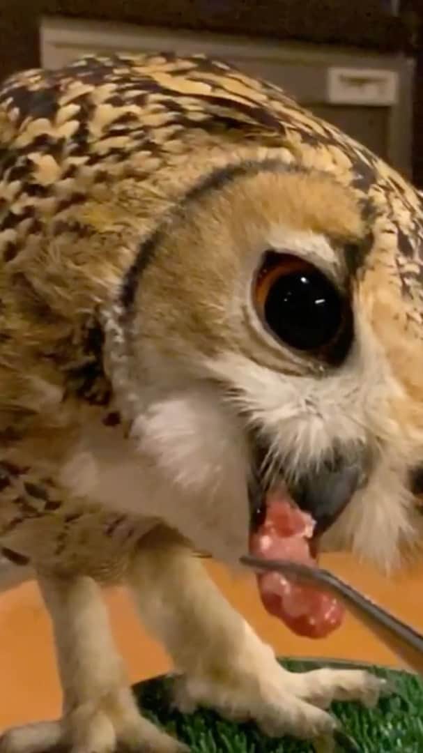 GEN3 Owlのインスタグラム：「食べる、生きる。 EAT, TO LIVE.  #owl #owlgaru」