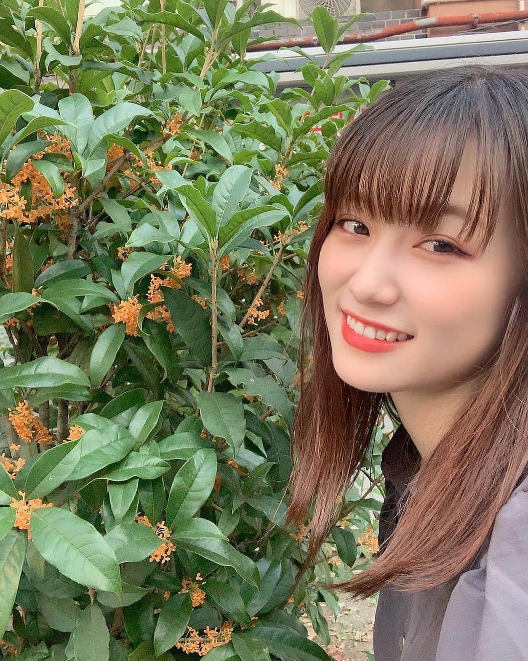 遠藤みゆのインスタグラム：「金木犀の香りが〜♪ . 初めてちゃんと嗅いだキンモクセイはとんでもなく素敵な香りがしました😌 . #金木犀 #キンモクセイ」