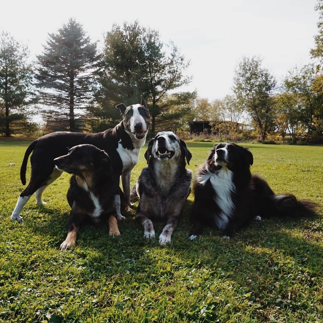 Emily McCrackenのインスタグラム：「Pictured here you will see Gertie doing her best ‘down-stay’ 🤦‍♀️🐶」