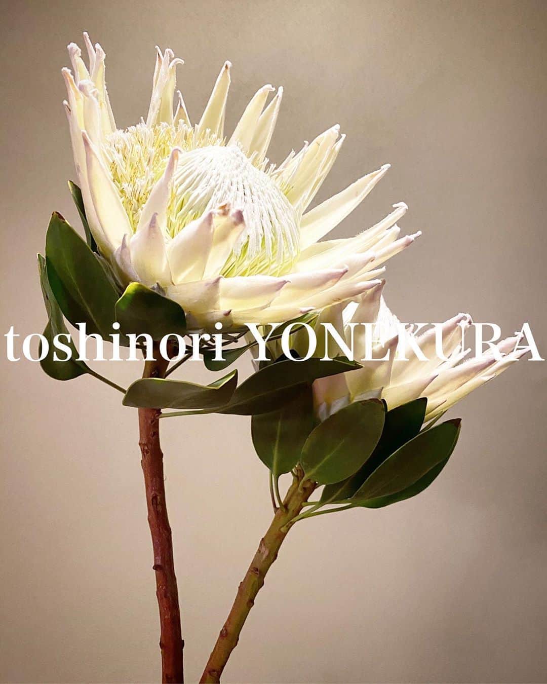 米倉利紀さんのインスタグラム写真 - (米倉利紀Instagram)「flowers of this week #男花 #花のある生活」10月6日 21時57分 - toshi_yonekura