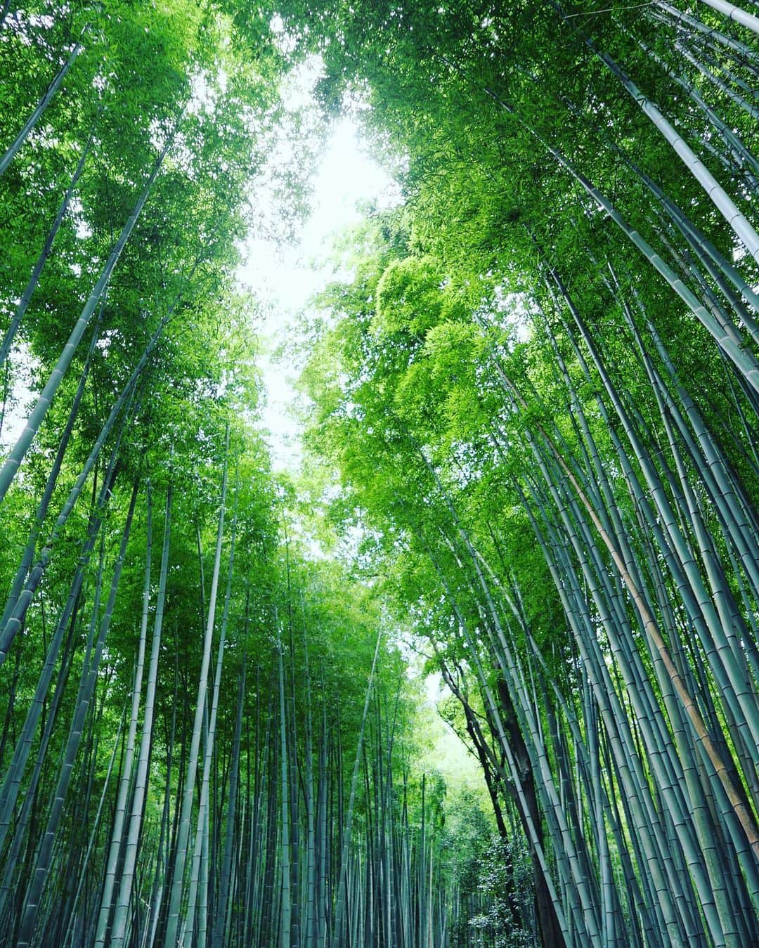 DaisukeNのインスタグラム：「#japan #bamboo #bambooforest #green #kyoto #🎋」