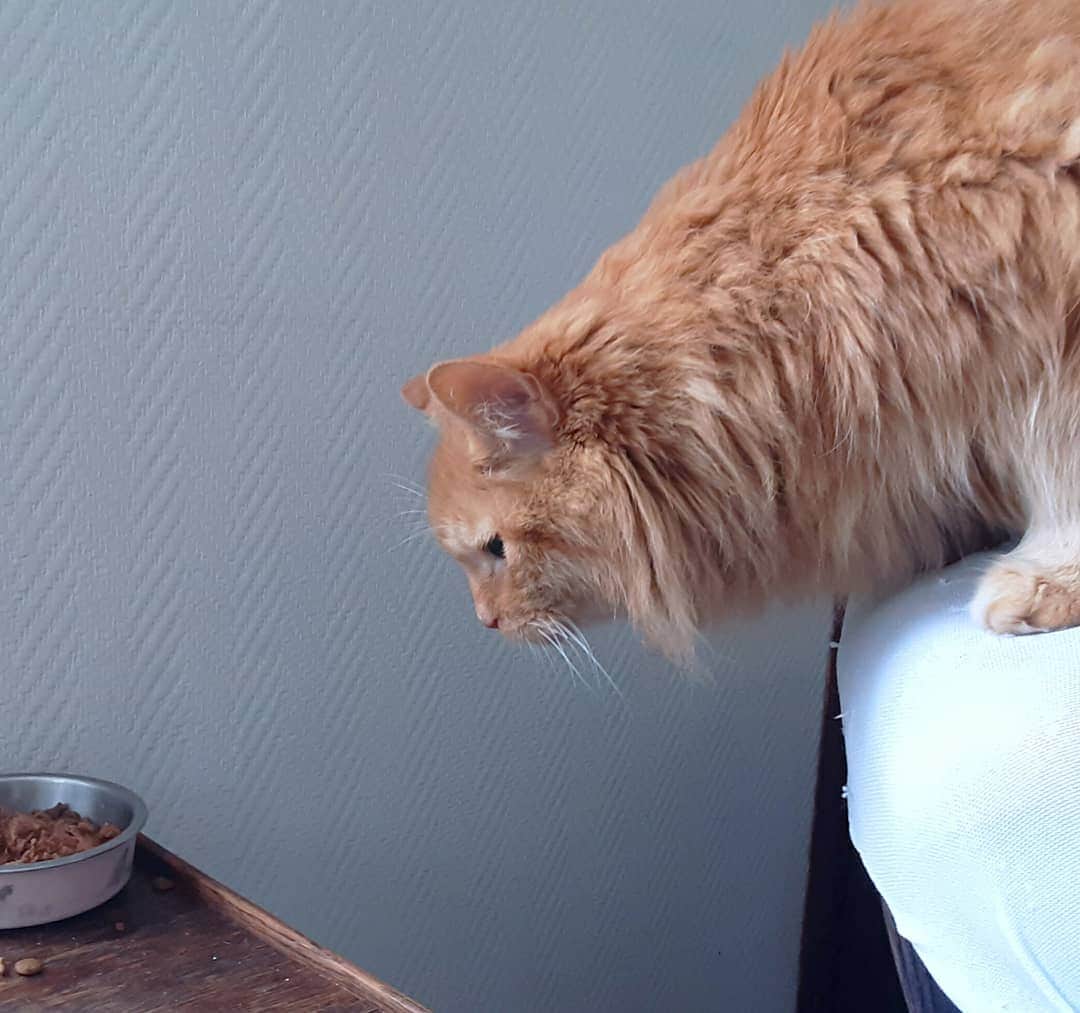 Homer Le Miaou & Nugget La Nugさんのインスタグラム写真 - (Homer Le Miaou & Nugget La NugInstagram)「"Hmmm that food seems way better than mine and medecine free... I want it!"😼 #BtwSeeMyLongNeckHere Homer is way way better and, as you can see, has decided to climb where Nug's food is because it obviously looks better than his!lol 😸 He stopped his treatment for the teeth yesterday but still has to take his potassium and thyroid medicine every day. Except that he is back to his normal self but less grumpy, more aventurous and... wait for it... He even attacked my sock this morning! You know what that means hehe!!! I'm so relieved now. Thank you all for your help and support!💗」10月6日 22時06分 - homer_le_chat