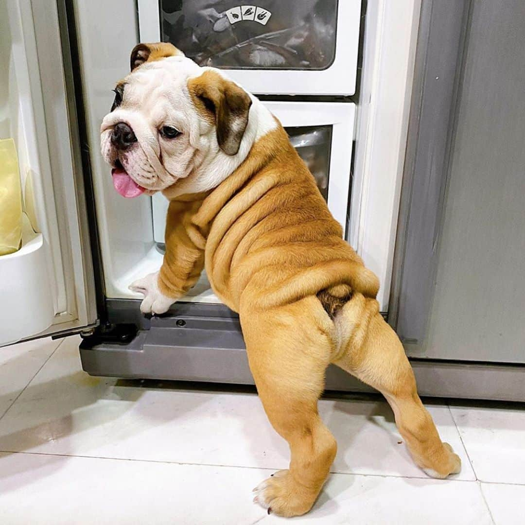 Bodhi & Butters & Bubbahさんのインスタグラム写真 - (Bodhi & Butters & BubbahInstagram)「Feeling just peachy 🍑  . . . . . #bulldog #feeling #peachy #smile #tuesday #positivevibes #beautiful #baby #dogsofinstagram #puppy #love #dog #life #cute #bestoftheday #work #motivation 💗💗💗 @gusdamncute」10月6日 22時17分 - keonistuff