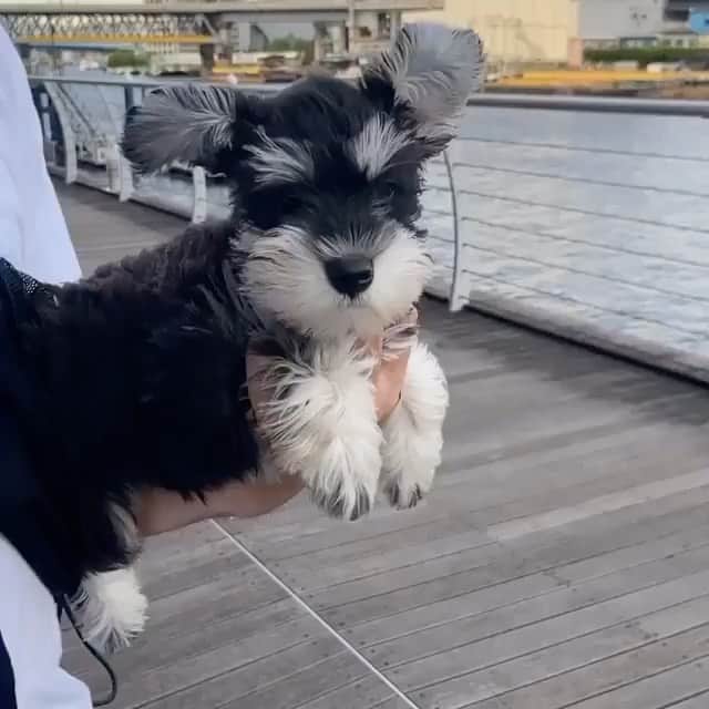 The Critter Havenのインスタグラム：「Enjoying the weather Video by @copan_inu  #TheCritterHaven」