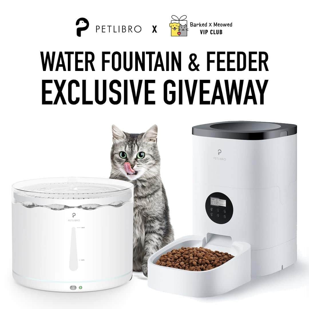 Aww Clubさんのインスタグラム写真 - (Aww ClubInstagram)「- ENTRY CLOSED NOW - 🎁 GIVEAWAY 🎁 by @Petlibro X “Barked X Meowed VIP Club” - 🎉 Congrats to Phenlada Pattanasuwanna and Cassandra Iniguez for winning the @Petlibro Smart Automatic Pet Feeder or the Automatic Pet Water Fountain! We will contact you through Direct Message on the prize redemption details, remember to share your shipping information by 19 October 2020! - Staying healthy is very impawtant! Even for your meowjesty! You can schedule a healthy feeding routine for them with the @Petlibro Smart Automatic Pet Feeder, and inspire them to drink more water with the @Petlibro Automatic Pet Water Fountain! ✨Join this giveaway to WIN these amazing @Petlibro products! -  Contest rules  1. Tap 👉link in bio👈 to sign up as a “Barked X Meowed VIP Club” member to enter the giveaway! 2. Follow both @Petlibro and @Meowed 3. Like this post -  Terms & Condition  ◦ The Giveaway ends on 11 October 2020 9AM EST. ◦ 2 winners will be selected to take home the @Petlibro Smart Automatic Pet Feeder or the Automatic Pet Water Fountain.  ◦ Winners will be announced in this post on 12 October 2020 and notified through Direct Message ◦ This giveaway is not sponsored, endorsed or administered by, or associated with, Instagram. ◦ The giveaway is U.S. and Japan ONLY ◦ By entering our contest, you confirm that your age is 18+, and you release Instagram of every possible responsibility and accept their Terms & Conditions. - #Meowed #Petlibro #PetFeeder #PetWaterFountain #Giveaway #cat #ad」10月6日 23時07分 - meowed