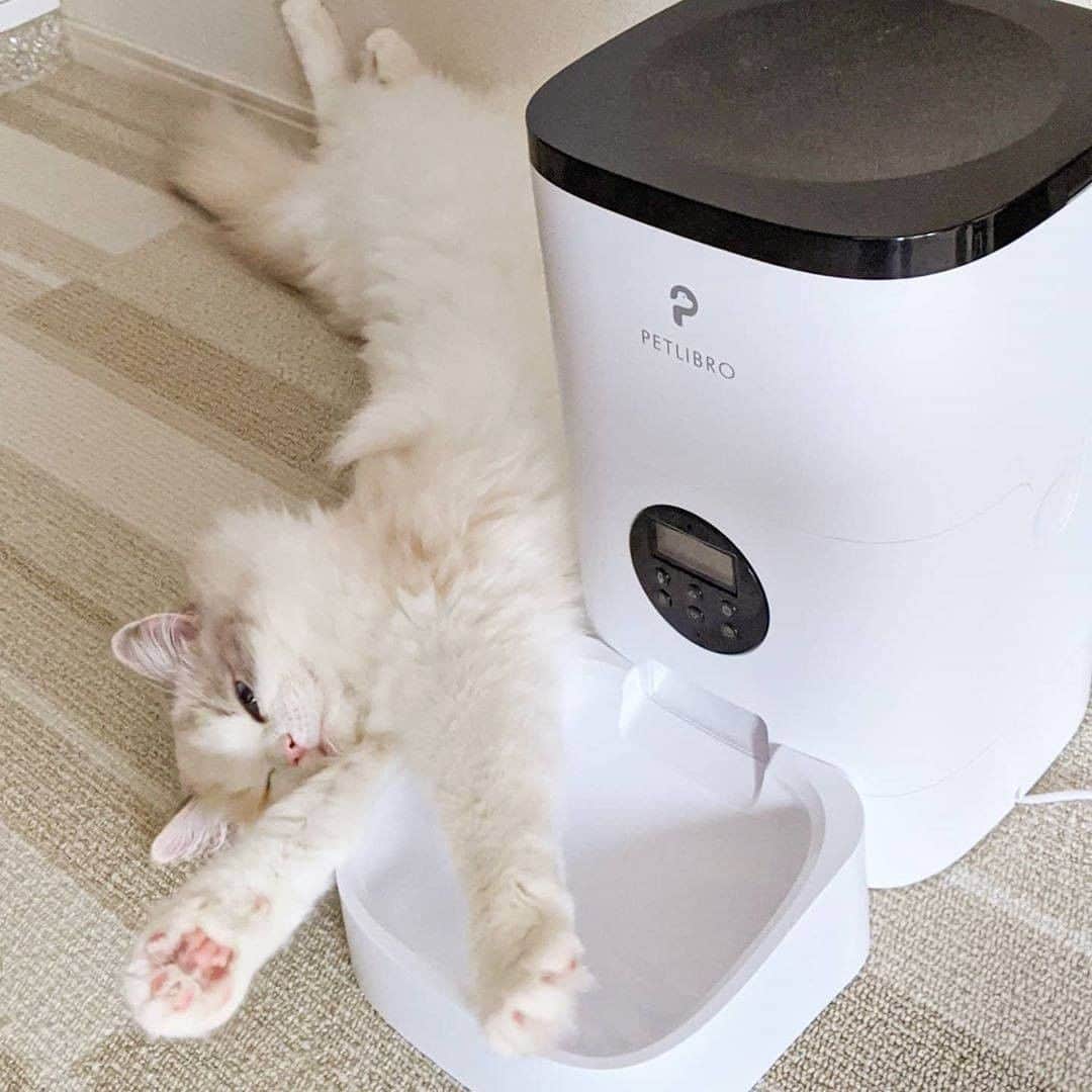 Aww Clubさんのインスタグラム写真 - (Aww ClubInstagram)「- ENTRY CLOSED NOW - 🎁 GIVEAWAY 🎁 by @Petlibro X “Barked X Meowed VIP Club” - 🎉 Congrats to Phenlada Pattanasuwanna and Cassandra Iniguez for winning the @Petlibro Smart Automatic Pet Feeder or the Automatic Pet Water Fountain! We will contact you through Direct Message on the prize redemption details, remember to share your shipping information by 19 October 2020! - Staying healthy is very impawtant! Even for your meowjesty! You can schedule a healthy feeding routine for them with the @Petlibro Smart Automatic Pet Feeder, and inspire them to drink more water with the @Petlibro Automatic Pet Water Fountain! ✨Join this giveaway to WIN these amazing @Petlibro products! -  Contest rules  1. Tap 👉link in bio👈 to sign up as a “Barked X Meowed VIP Club” member to enter the giveaway! 2. Follow both @Petlibro and @Meowed 3. Like this post -  Terms & Condition  ◦ The Giveaway ends on 11 October 2020 9AM EST. ◦ 2 winners will be selected to take home the @Petlibro Smart Automatic Pet Feeder or the Automatic Pet Water Fountain.  ◦ Winners will be announced in this post on 12 October 2020 and notified through Direct Message ◦ This giveaway is not sponsored, endorsed or administered by, or associated with, Instagram. ◦ The giveaway is U.S. and Japan ONLY ◦ By entering our contest, you confirm that your age is 18+, and you release Instagram of every possible responsibility and accept their Terms & Conditions. - #Meowed #Petlibro #PetFeeder #PetWaterFountain #Giveaway #cat #ad」10月6日 23時07分 - meowed