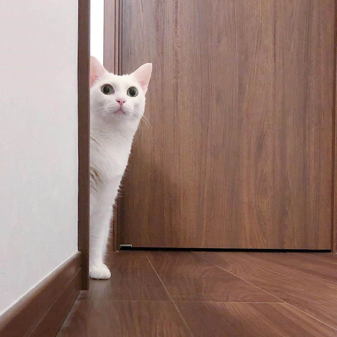 のインスタグラム：「✼ 👀✨ * ここ最近インスタの表示とか アイコンとか投稿の仕方とか  あれとかこれとかそれとか…  しょっちゅう変わって とてもとても使いづらい💧 * * #むにゃ毛祭 #ねこは人を笑顔にする #シマホレスキュー #シマホネコダスケ #うちの子優勝 #メイクにゃーと #猫カレンダー2022参加したい #WPE2020秋フォトグランプリ * #catsofinstagram #instacat_meows #IGersJP #rakutenpet #nyancon01 #mmts_nekotomo #petokotolife #無敵の親バカ同盟 #関西ねこ部 #ふわもこ部 #ペコねこ部 #peppyフォト部 #スタペグラム #ねこのきもち #サンデイ #sippoストーリー #ペトラフ #今日のうちの子 #我が家のキャティーマン * #fukuhakucha #marikill66_1006」