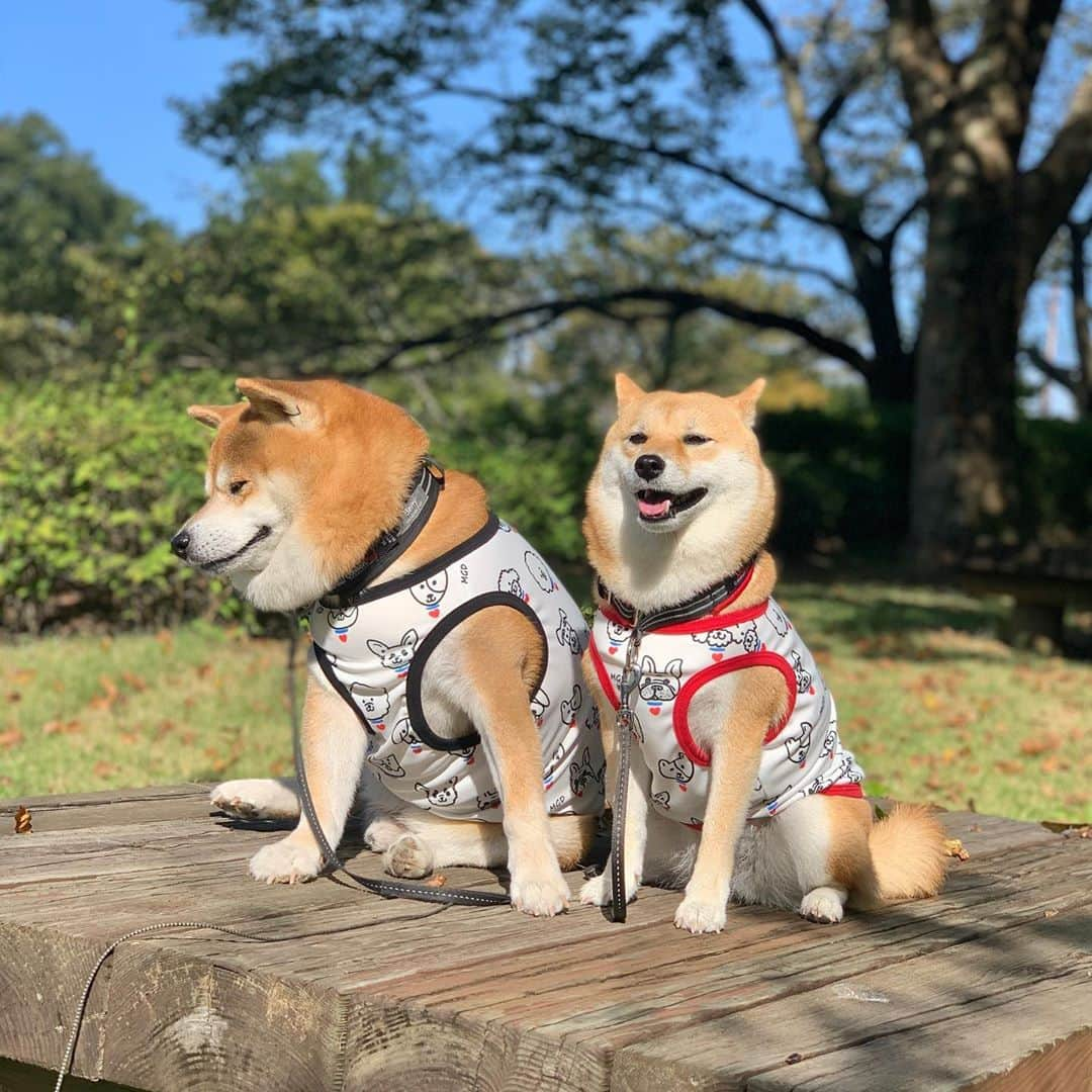 shibainu berryさんのインスタグラム写真 - (shibainu berryInstagram)「迷子犬の掲示板 @maigo_dog MDG(MaigoDoG)のオリジナルイラストのプリント❣️タンク大人気らしく完売してたのが再販開始😆再販も残り少なくなってきてるみたいやけど、更に再販の予定もあるそうなので、ご希望の方はコラボに協力してくださったLOVE&PEACE @momoleolove さんのショップをチェックしてね❣️ べりやんみたいにbig柴のサイズも対応してくれるよ〜🤗このサイズはなかなか販売してないから貴重❗️😆この生地可愛すぎるからまた何か作って欲しいな〜💕 ＊コラボ商品の売上の一部が迷子犬の掲示板に寄付されます。 ＊迷子犬の掲示板は完全無償のボランティア団体です。 #❤️迷子犬の掲示板四国 @maigo_dog_shikoku #めざせ迷子犬ゼロ👌 #柴犬 #べりやん #べりむく #多頭飼い #徳島 #berry #shiba #shibainu  #shibainumania #shibastagram #instashiba #ぷにっと部 #口角キュキュッと部  #チーム俺様 →部員絶賛募集中 #shiba_snap #proudshibas #west_dog_japan #サンデイ #instagramjapan #ふわもこ部 #pecoいぬ部 #pecotv #buzzfeedanimals #dogsofinstagram #9gag  @9gag @barked」10月6日 23時32分 - shibainu.berry