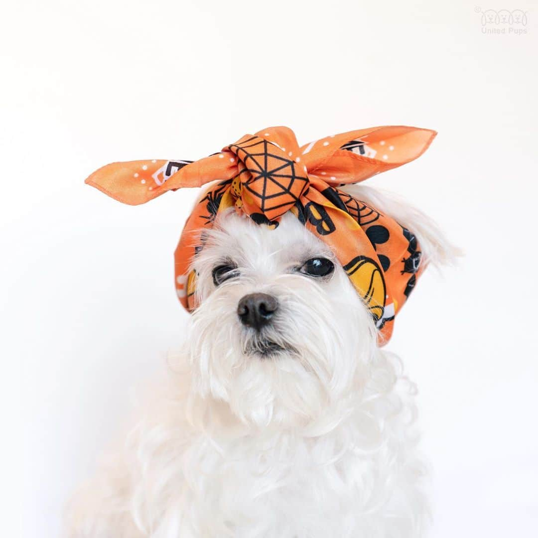 hi.arodさんのインスタグラム写真 - (hi.arodInstagram)「Are you ready for Halloween? 🎃🕸🕷 ・・ ・  #styleoftheday#ootd#trickortreat#retrostyle#retrohair#hairband#halloweenstyle#dogwithstyle#stylishdog#halloweenmood#halloweenmonth#halloweenislife#halloweeniscoming#mystyle#mystyletoday#mystylerocks#imcute#maltese#maltesegram#maltese101#malteseofficial#malteselife#malteseofinstagram#malteseworld#maltesedog#malteseclub#malteseterrier#malteseofig#malteseoftheday#maltesenation」10月6日 23時44分 - hi.arod