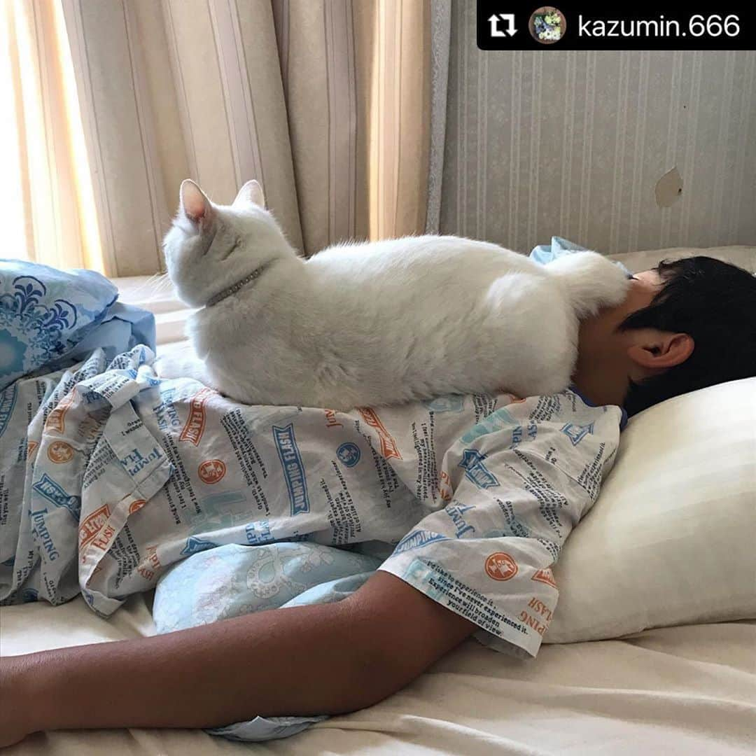 ねこさんのインスタグラム写真 - (ねこInstagram)「【#ねこは人を笑顔にする】❣️ 風邪引かないように上に乗ってあっためてあげるニャ @kazumin.666 さん、ありがとう😍💓 #Repost @kazumin.666 with @make_repost ・・・ 肌寒くなってきたから、猫が乗っかって来る季節に。 でも、向きが微妙だけど😆  #微妙 #肌寒い #白猫 #しろねこ #ニャンスタグラム #猫好きさんと繋がりたい #ねこのいる暮らし #猫好き #猫の気持ち #ねこすたぐらむ #愛猫 #猫部 #幸せ猫の輪を広げよう #かわいい猫 #ねこのきもち #ねこは人を笑顔にする」10月6日 23時45分 - neko_magazine