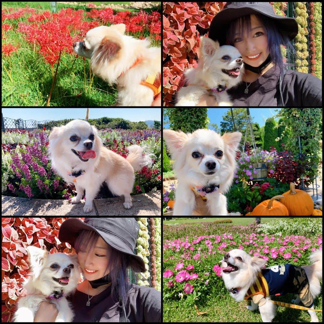 若月雅のインスタグラム：「シエルと若月の秋休み🍁🍂🍄🌾 . . いっぱいお花💐くんくんしたね🐶🐾 . #愛犬との暮らし  #チワワ #お花畑　#彼岸花　#コスモス #秋　#autumn」