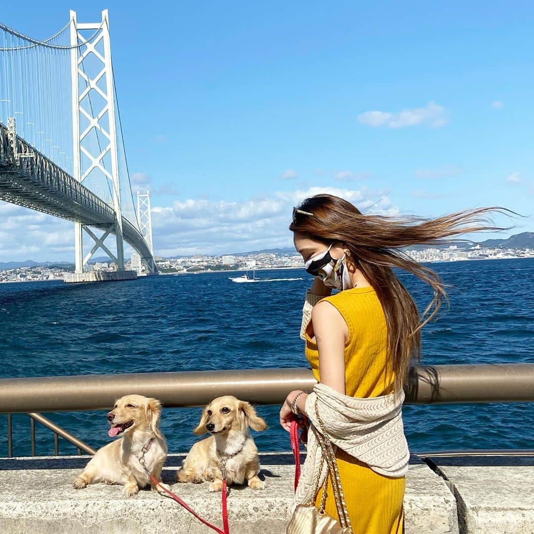 鈴木絢子さんのインスタグラム写真 - (鈴木絢子Instagram)「・ ・ 【関西で犬との休日＠淡路島】 週末は夕方から犬連れドライブ🏎 ・ 橋＆海好きとしては、このロケーションは最高👍✨ この日は気候もドライブ日和😊 犬たちも気持ちよさそうでした✨ ・ 古事記によれば、日本発祥の地が淡路島なのだとか、、！ ここに居るだけでパワーチャージできそうです✊ ・ ・ ・ #淡路島 #犬連れドライブ #絶景 #関西旅 #犬バカ部 #犬旅 #親子犬 #ミニチュアダックス #笑顔犬 #海 #秋の海 #トリュフとフォアグラ #パワースポット #日本発祥 #💍 #🐶🐶」10月7日 0時12分 - ayako_suzuki810