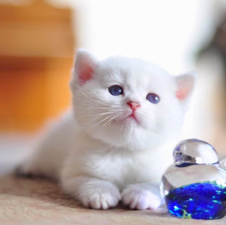 ミスター・ホワイトさんのインスタグラム写真 - (ミスター・ホワイトInstagram)「When I was a kitten ❤️」10月7日 0時24分 - white_coffee_cat