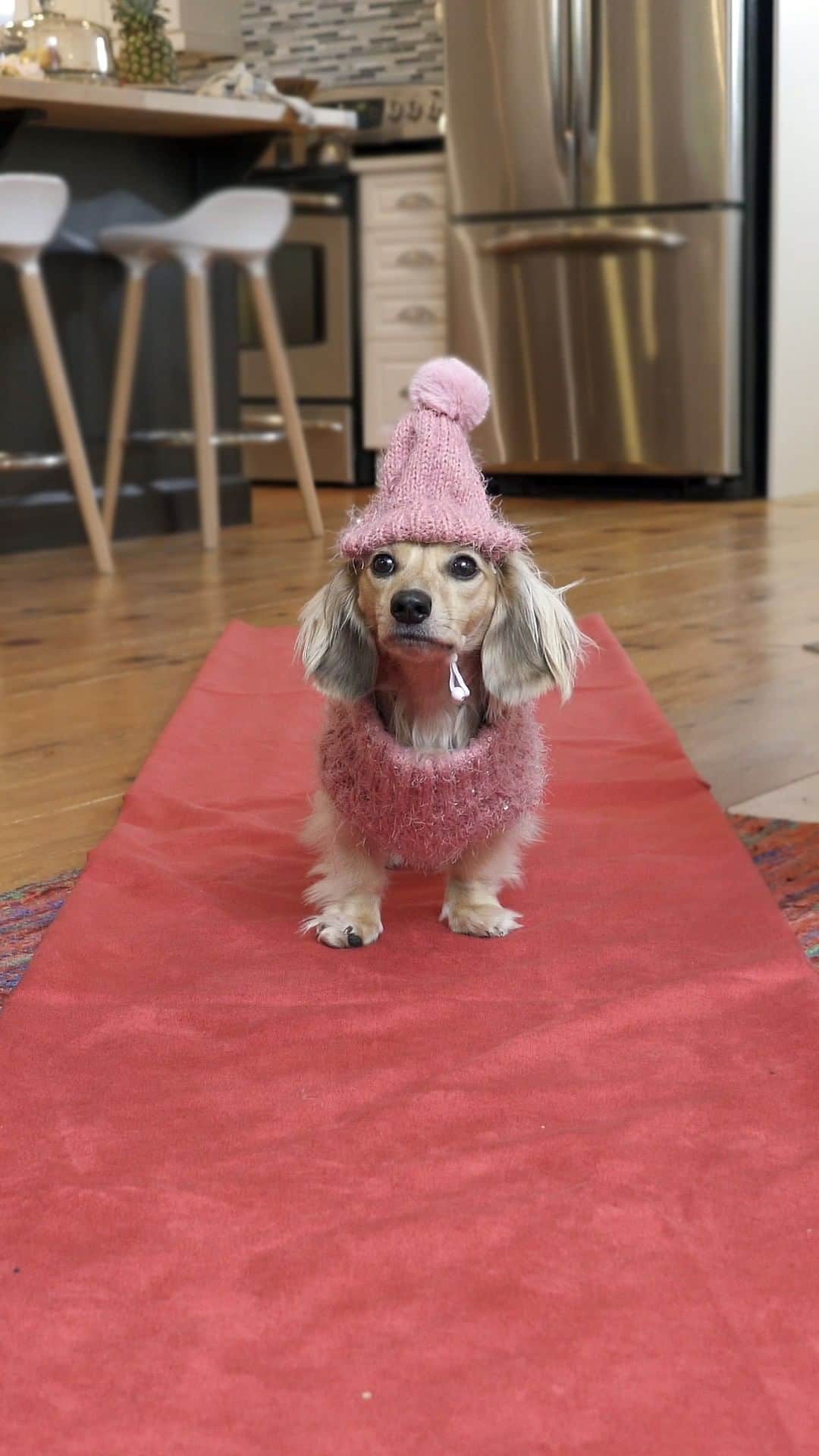 Crusoe the Celebrity Dachshundのインスタグラム：「Mum LOVES her @furbodogcamera and how anytime, she can check in for a spur-of-the-moment fashion show!! Don't miss Furbo's BIGGEST SALE of the year coming soon! Sign up to be notified via link in my profile!」
