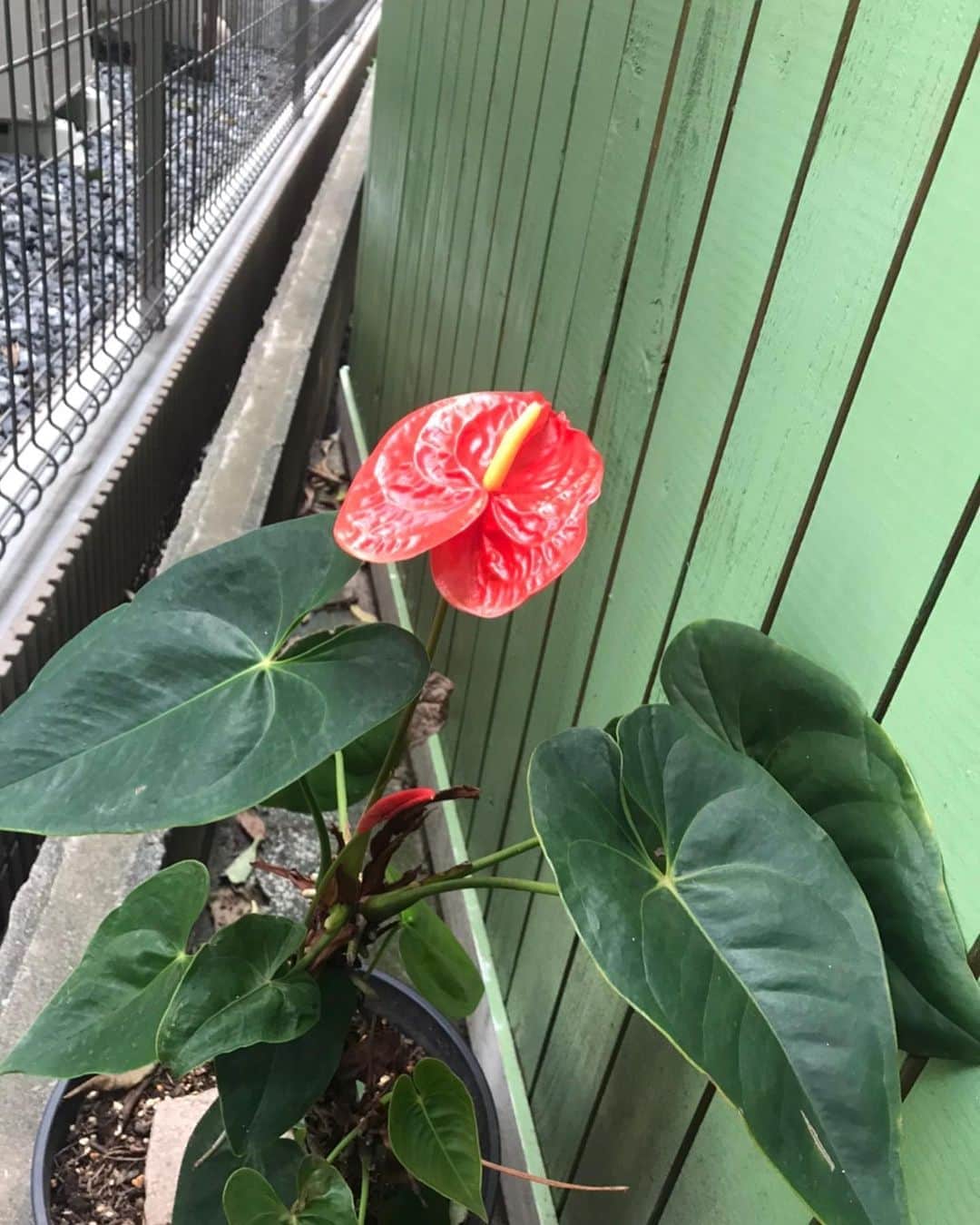 キャシー中島さんのインスタグラム写真 - (キャシー中島Instagram)「* 朝早くに外猫のご飯をあげて、家の周りをチェックするのが好きです。 何か必ず発見するからなの❣️ 今日はほっといたアンセリュームがきれいに花を咲かせました。 去年の夏にいただいた鉢植えです。雨に当たらない場所に置いといたのですが、咲いてくれて嬉しいです😃  鳥さんがプレゼントしてくれたぶどう、実がちょうど食べごろになりました。取って食べたら甘くて美味しい❣️ 高級スーパーで売ってるのより美味しいかも？ 鳥さんありがとう❤️  今日の仕事はNHKラジオの録音です。 放送日がわかったらお知らせしますね❣️  家に帰ってきてからそのままお洗濯です。 よく働くキャシーマムです。」10月7日 0時31分 - official_kathynakajima
