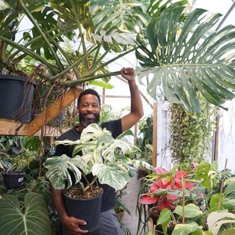 HGTVさんのインスタグラム写真 - (HGTVInstagram)「Want your home to feel like a tropical paradise? 🙋‍♀️ 🌴 Calvin Owen, Jr., owner of Tennessee Tropicals (@tennesseetropicals), can help. 🌺  Tropical houseplants and select design details can bring the island vacation vibe into your home. 🏡  Bring in the soft colors of sand, sky and water, and add lush greenery to complete the vibe of a relaxed island vacation. ✌️ Find tips on which tropical houseplants to adopt and how to help them thrive at the link in our bio. 🔝 🌿⁠ ⁠ #houseplants #greenthumb #tennesseetropicals #hilodendron #monstera #tropicalplants #homegardener⁠」10月7日 1時02分 - hgtv