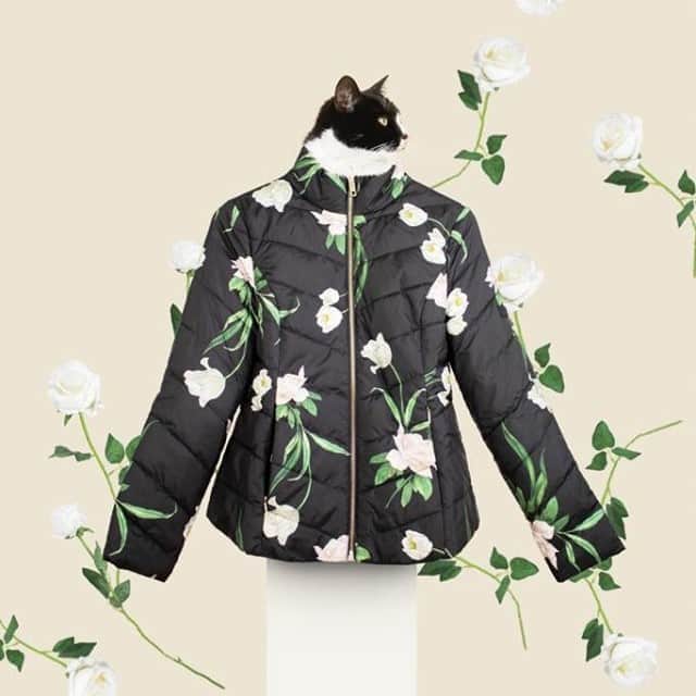 Ted Bakerさんのインスタグラム写真 - (Ted BakerInstagram)「You new outerwear comes with a very special meow of approval. @princesscheeto (Elderflower padded packaway jacket: ADAENA)」10月7日 1時30分 - tedbaker