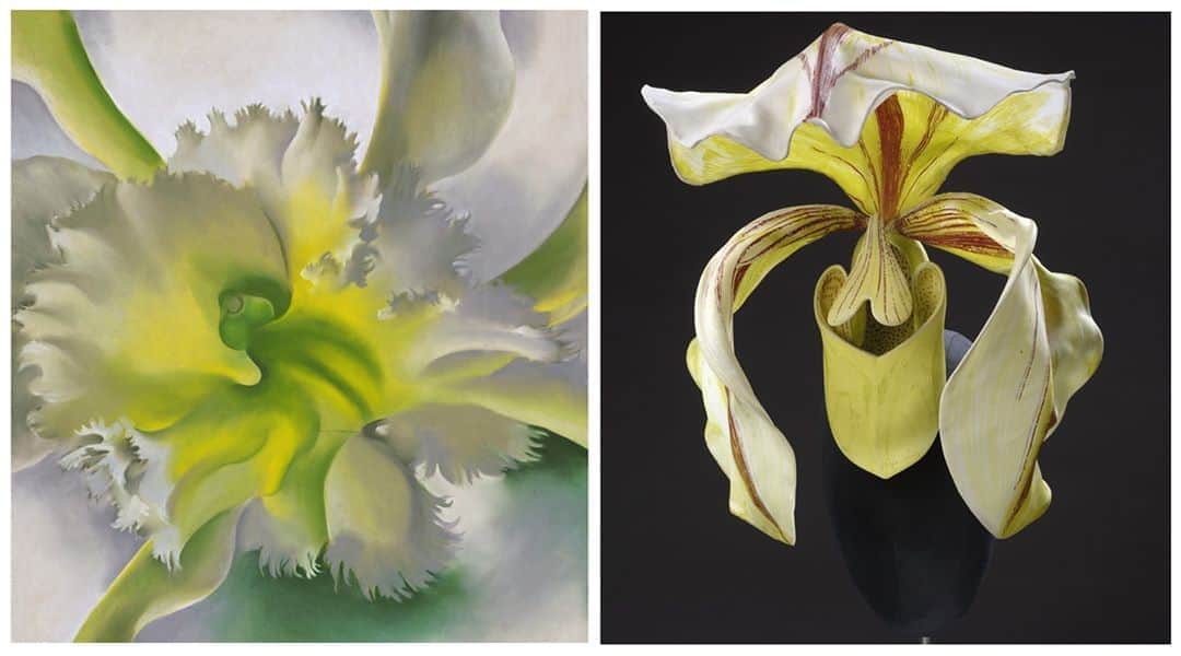 ニューヨーク近代美術館のインスタグラム：「Two delicate orchids, one in silks and the other in pastels.  Georgia O'Keeffe takes a sensual, close-up view of the flower in her pastel portrait.  Influential milliner Philip Treacy's first "orchid" hat was inspired by a visit to the Singapore National Orchid Gardens. "In many ways the orchid's anatomy revolutionised my perception of beauty," he has said, "and therefore has had a profound effect on my designs."  Learn more about Philip Treacy's "orchid" hat at the link in our bio, and continue following along as we find new points of connection with our friends across the pond at the @vandamuseum for #MuseumInstaSwap.  👒 Philip Treacy, Hat, 2011 (c) Victoria and Albert Museum, London 🌸 Georgia O'Keeffe. An Orchid. 1941. © 2020 The Museum of Modern Art / Artists Rights Society (ARS), New York」