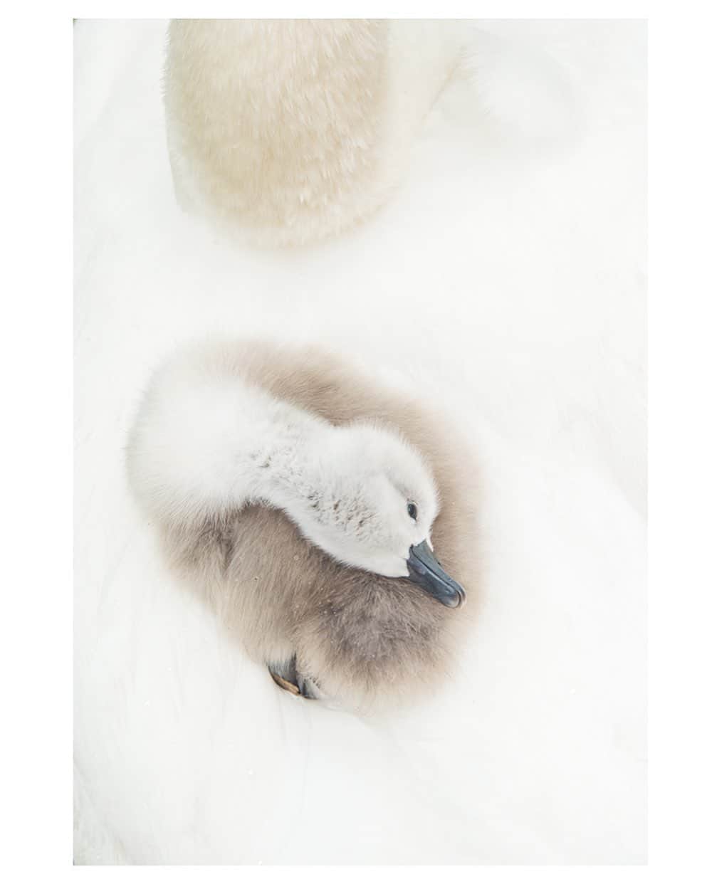 thephotosocietyさんのインスタグラム写真 - (thephotosocietyInstagram)「Photograph by @andyparkinsonphoto/@thephotosociety      MontPhoto competition success – This image of a mute swan cygnet was recently awarded in @montphotocontest, one of Spain’s most prestigious Outdoor photography competitions. I must admit that it’s not a competition that I usually enter, or have entered ever before, so I was heartened and extremely fortunate that I got lucky on my first attempt. The image is actually a personal favourite of mine, a rare occurrence in the extremely subjective world of photographic competitions that a favoured image gets lucky. Congratulations as well go to my good mate @kevmorgans who bested me this time around with two awards in the same category as mine, the category Birds, as opposed to my one. I actually thought that Kev’s silhouette of two puffins against a spot-lit ocean, arguably one of his finest images to date, had a real chance of a category win, even an overall triumph, but this is the nature of photography competitions, they are entirely subjective. In that regard if I fail in one competition then I might very well enter the same image in other competitions as there’s no way to predict what images the panel of judges will lean toward. Congratulations as well go to my good mate @mattmaranphoto for getting his cracking fox and mosquito image awarded in the Mammals category, another brilliant image but then, if you look at the competition as a whole you’ll see why getting even a single image in does require some real good fortune. For those of you who might be interested I’ve put a link to the awarded images in my bio as that way you can marvel at some of the astonishing images that are being produced out there. For clarity I do not include my humble cygnet image in that description, a nice image in and of itself but nowhere near the standard of some of the others. @nikonuknordic Nikon D4s, Nikon 80-200mm F2.8 lens, ISO 3200, 1/400sec at F16」10月7日 1時43分 - thephotosociety