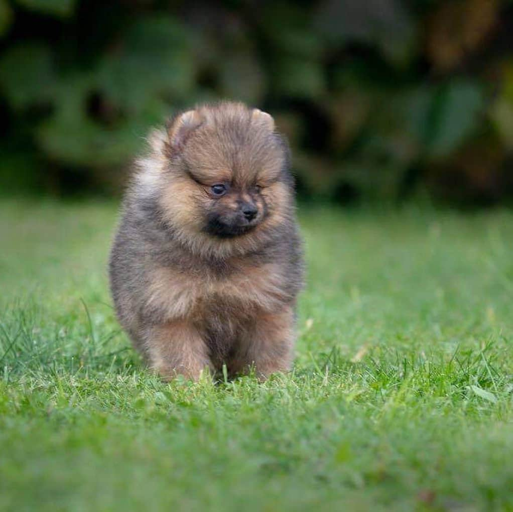 Puppy For Sale.さんのインスタグラム写真 - (Puppy For Sale.Instagram)「Мальчик померанского шпица рыже соболиного окраса😊❤️ ⠀ Привит по возрасту. Готов к переезду в новую семью😊 ⠀ За более подробной информацией обращайтесь в Директ или Вотсапп ⠀ ___ ⠀ Следите за нашими обновлениями и подписывайтесь👇 ⠀ @artsimpatiya ⠀ Больше информации, фото и видео: Директ, на личном сайте питомника Арт Симпатия: www.artsimpatiya.ru ⠀ #шпиц #puppypomerian #chiotpoméranien #puppypom #puppypomeranian #pomeranianpartycolor #pomeranianparis #partypom #partypomeranian #pomeranianpup #pomeranianpuppy #pomeranianpuppies #pomeranianfrance #pomeranianspitz #pomeranianpage #pomeraniandogs #pomeranianlovers #teacuppuppies #teacup #teacups #pomerania #spitztagram #spitzlovers #spitzpomeranian #spitzclub #spitzdog #spitzpuppy #」10月7日 2時24分 - artsimpatiya