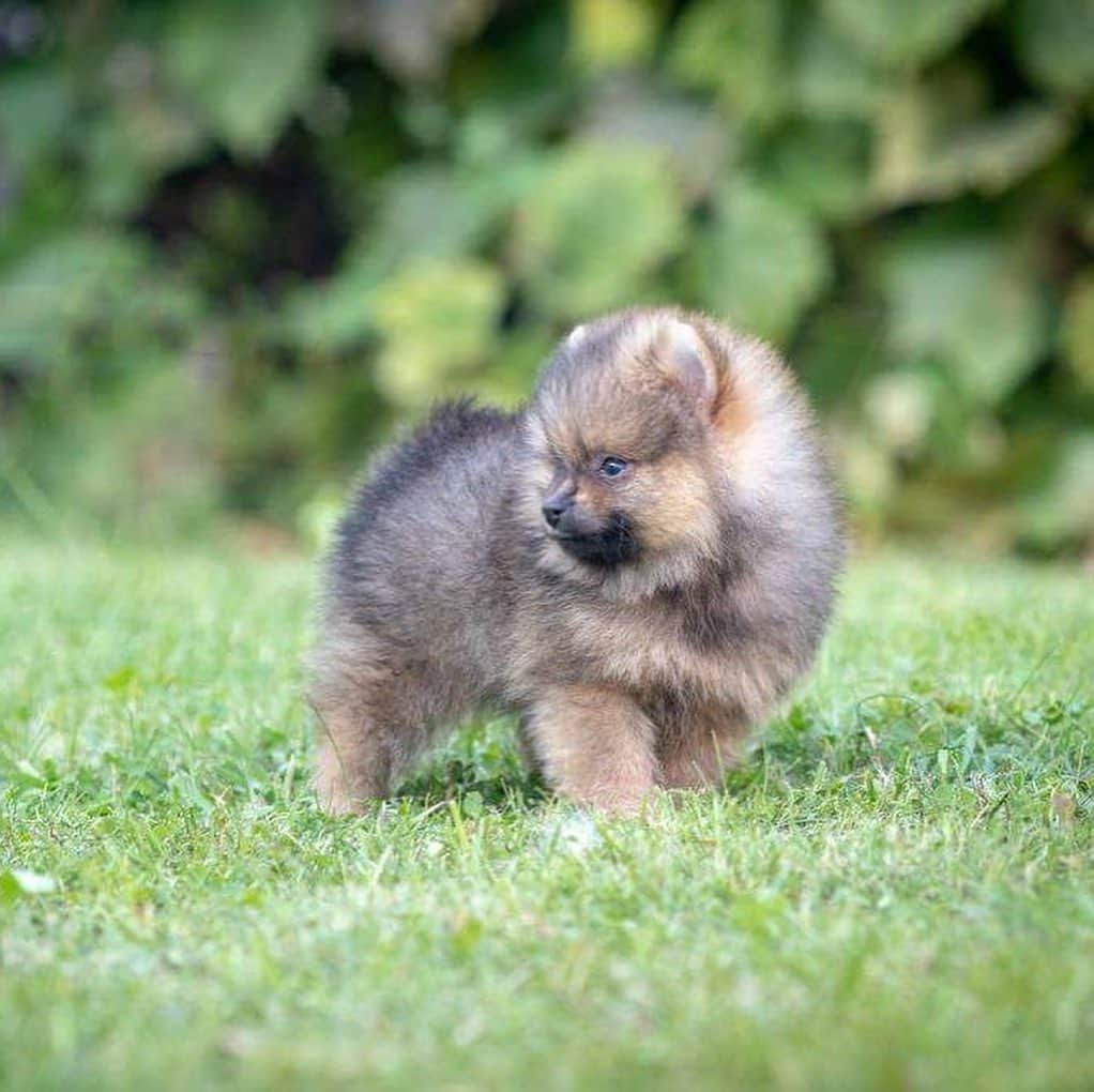 Puppy For Sale.さんのインスタグラム写真 - (Puppy For Sale.Instagram)「Мальчик померанского шпица рыже соболиного окраса😊❤️ ⠀ Привит по возрасту. Готов к переезду в новую семью😊 ⠀ За более подробной информацией обращайтесь в Директ или Вотсапп ⠀ ___ ⠀ Следите за нашими обновлениями и подписывайтесь👇 ⠀ @artsimpatiya ⠀ Больше информации, фото и видео: Директ, на личном сайте питомника Арт Симпатия: www.artsimpatiya.ru ⠀ #шпиц #puppypomerian #chiotpoméranien #puppypom #puppypomeranian #pomeranianpartycolor #pomeranianparis #partypom #partypomeranian #pomeranianpup #pomeranianpuppy #pomeranianpuppies #pomeranianfrance #pomeranianspitz #pomeranianpage #pomeraniandogs #pomeranianlovers #teacuppuppies #teacup #teacups #pomerania #spitztagram #spitzlovers #spitzpomeranian #spitzclub #spitzdog #spitzpuppy #」10月7日 2時24分 - artsimpatiya