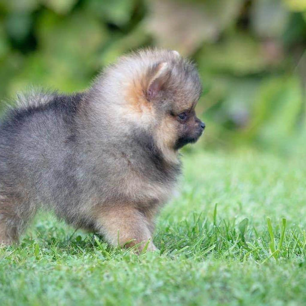 Puppy For Sale.さんのインスタグラム写真 - (Puppy For Sale.Instagram)「Мальчик померанского шпица рыже соболиного окраса😊❤️ ⠀ Привит по возрасту. Готов к переезду в новую семью😊 ⠀ За более подробной информацией обращайтесь в Директ или Вотсапп ⠀ ___ ⠀ Следите за нашими обновлениями и подписывайтесь👇 ⠀ @artsimpatiya ⠀ Больше информации, фото и видео: Директ, на личном сайте питомника Арт Симпатия: www.artsimpatiya.ru ⠀ #шпиц #puppypomerian #chiotpoméranien #puppypom #puppypomeranian #pomeranianpartycolor #pomeranianparis #partypom #partypomeranian #pomeranianpup #pomeranianpuppy #pomeranianpuppies #pomeranianfrance #pomeranianspitz #pomeranianpage #pomeraniandogs #pomeranianlovers #teacuppuppies #teacup #teacups #pomerania #spitztagram #spitzlovers #spitzpomeranian #spitzclub #spitzdog #spitzpuppy #」10月7日 2時24分 - artsimpatiya