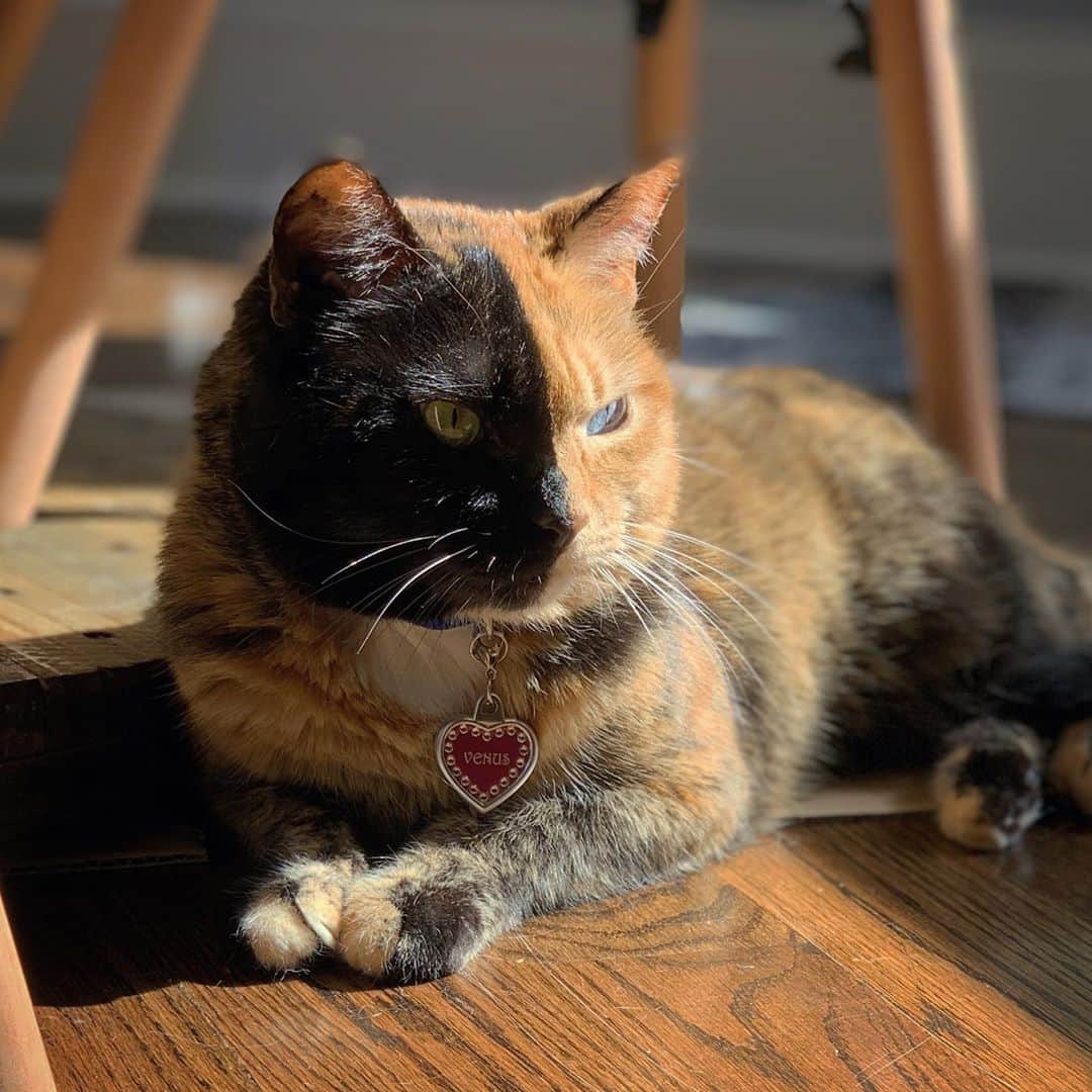 Venus Cat のインスタグラム：「Feels like a great day to soak in the sun but then again, every sunny day feels that way! ☀️☀️ 75°F & sunny here in Georgia. What’s the weather like in your part of the world? 🌎  #catlife #sunnyday #perfectweather #georgia #metroatlanta」