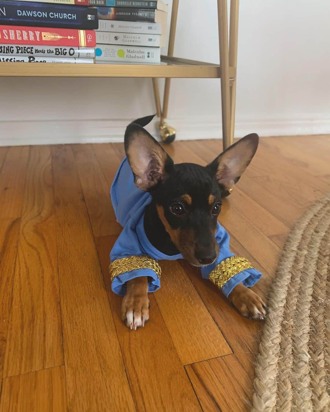 キャシー・ケリーさんのインスタグラム写真 - (キャシー・ケリーInstagram)「2019 me: if i get a dog there’s no way i’m EVER dressing it up in outfits  2020 me: my puppy in a Spock halloween costume is the only thing that makes me happy  happy spooky szn from me and my half dachshund half vulcan 🖖🏼🎃」10月7日 2時57分 - cathykelley